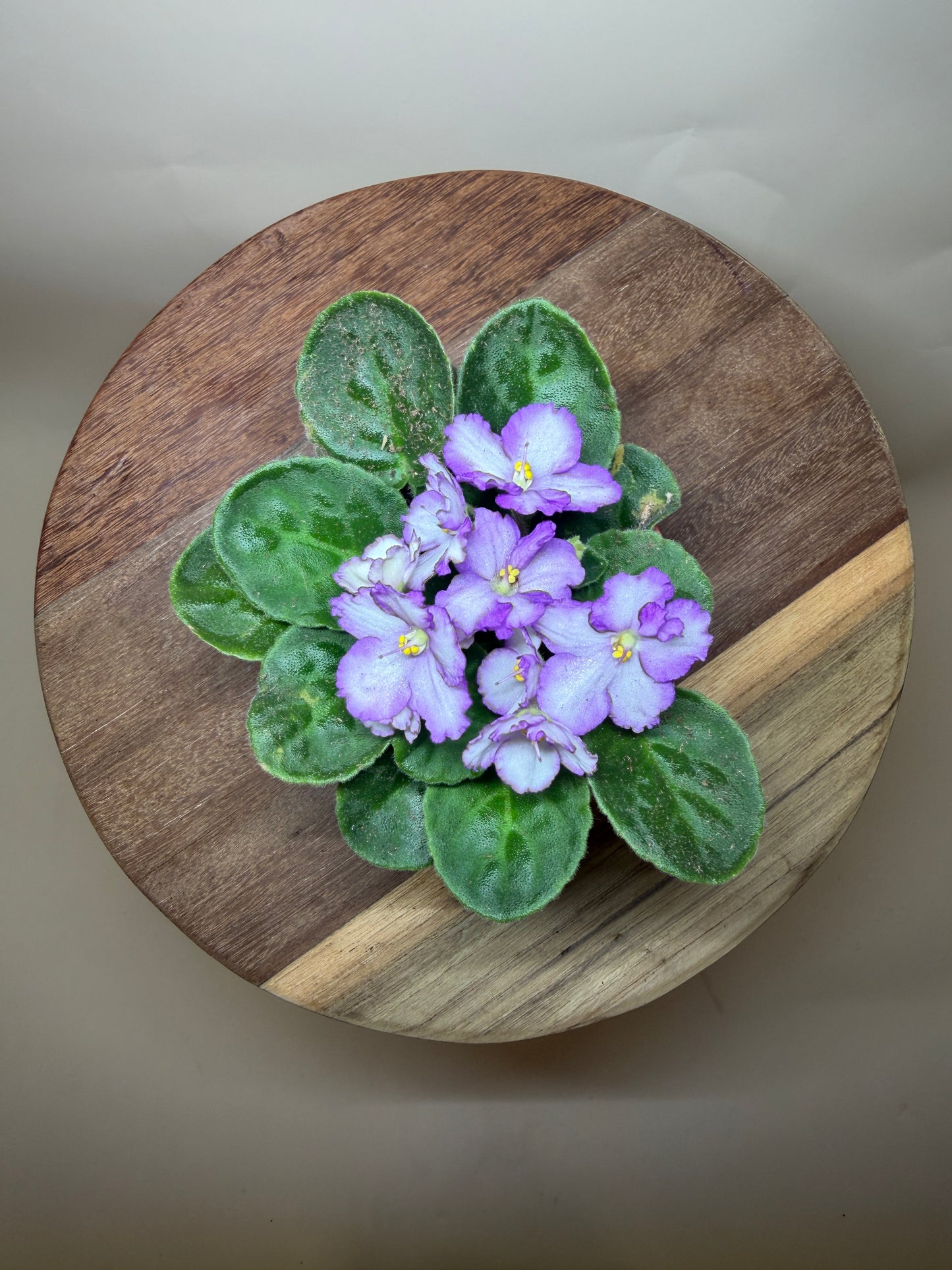 African Violet 4” Pot