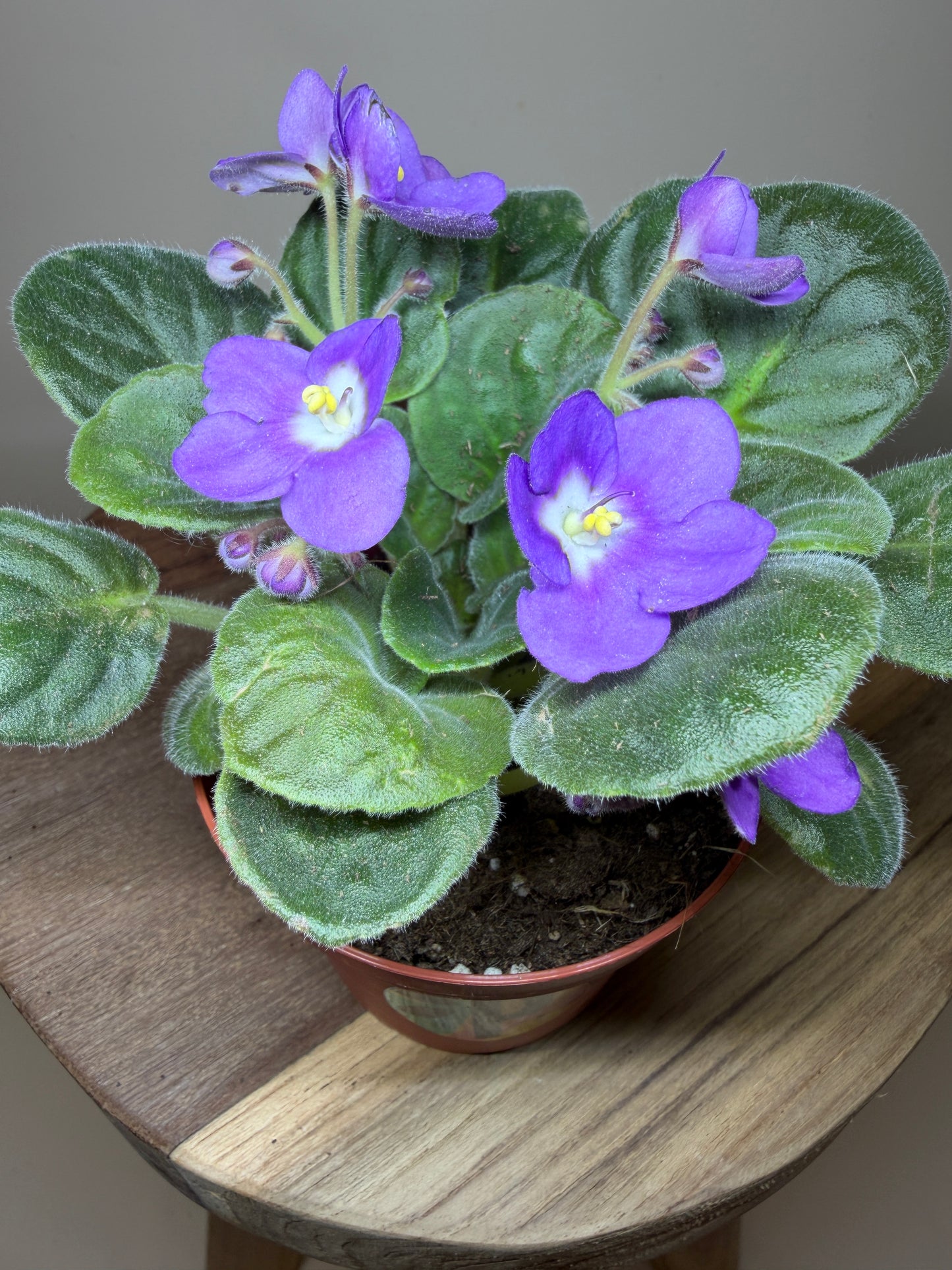 African Violet 4” Pot