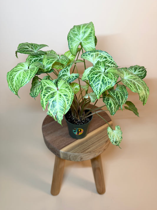 Syngonium Batik 4” Pot