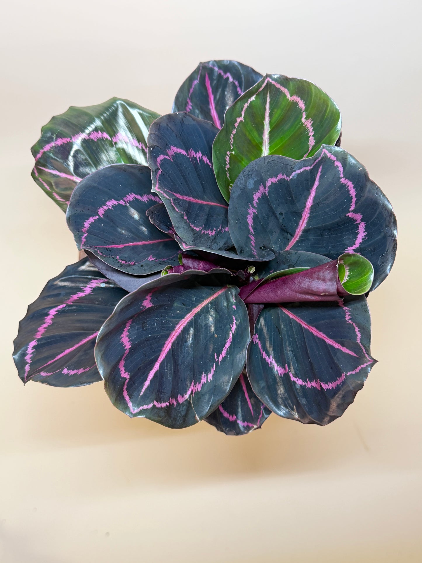 Calathea Dottie 6" Pot