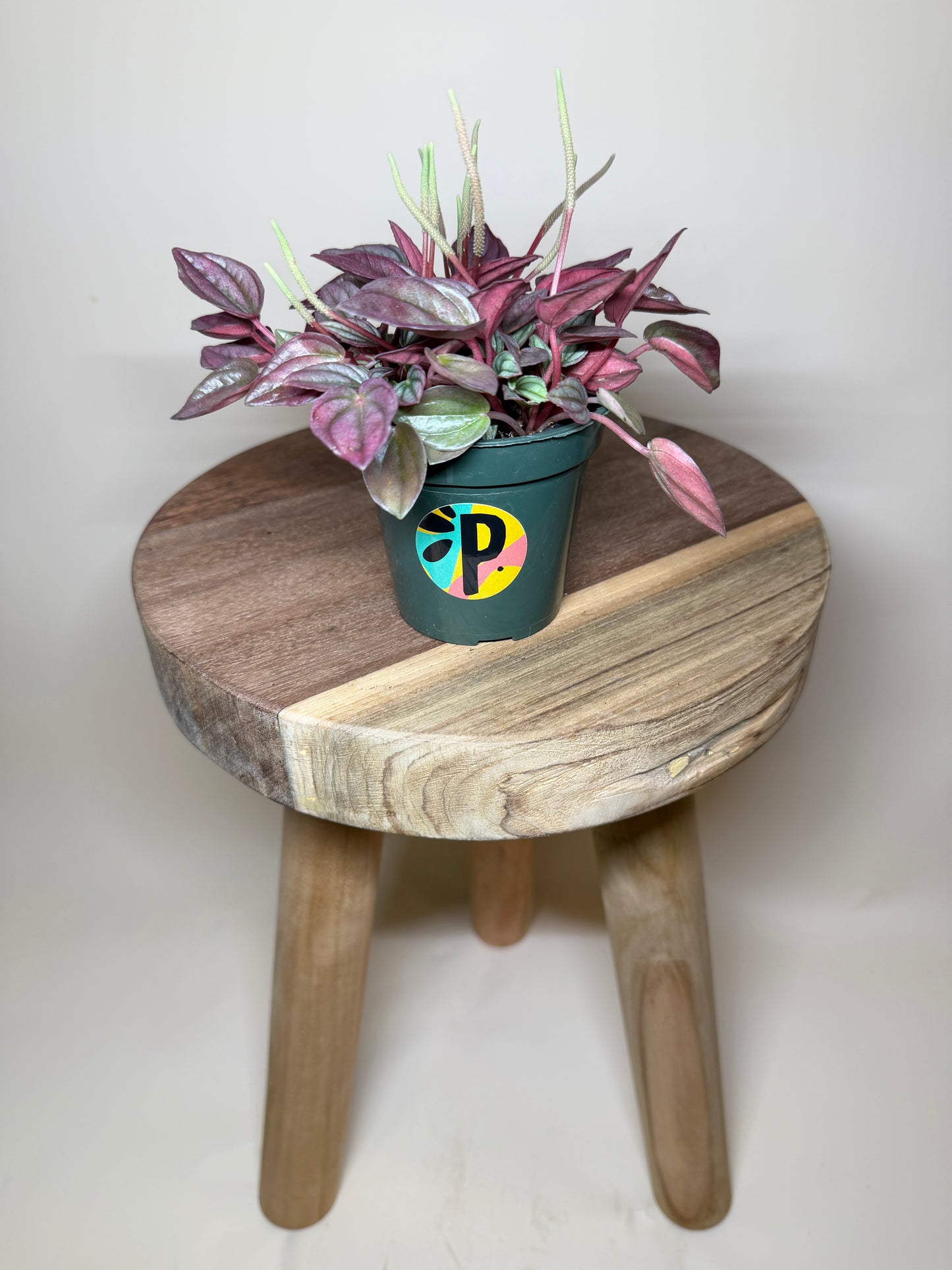 Peperomia Cayenne 4” Pot
