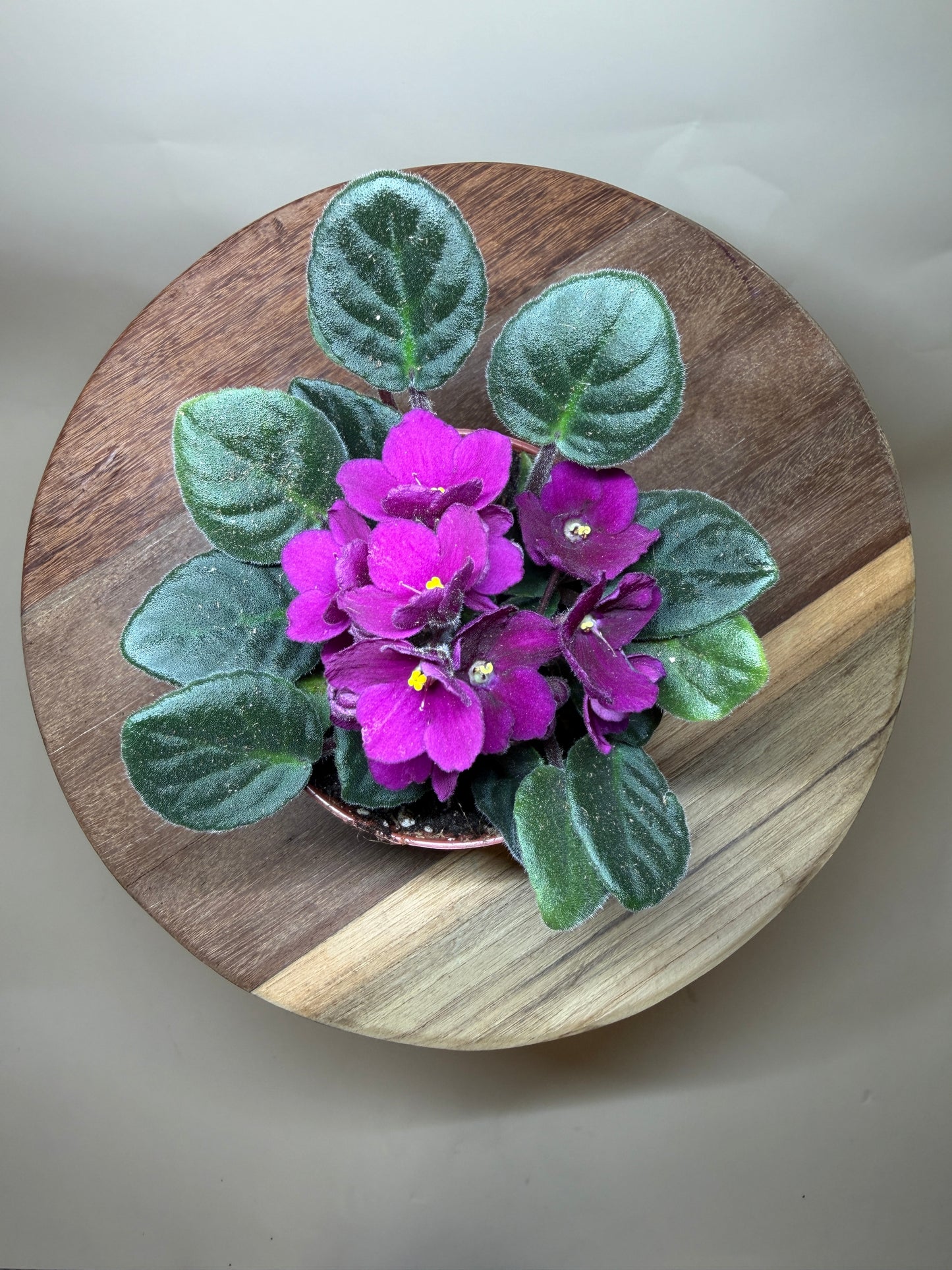 African Violet 4” Pot