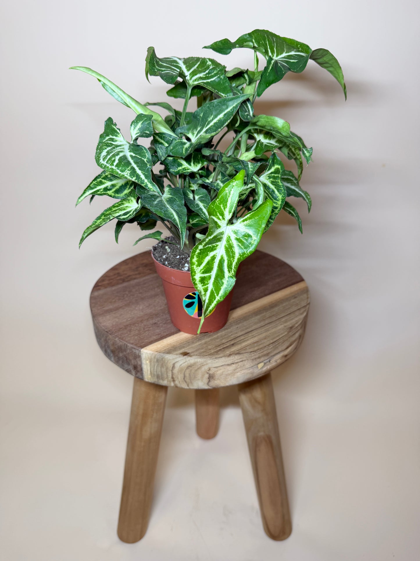 Syngonium White Butterfly 4” Pot