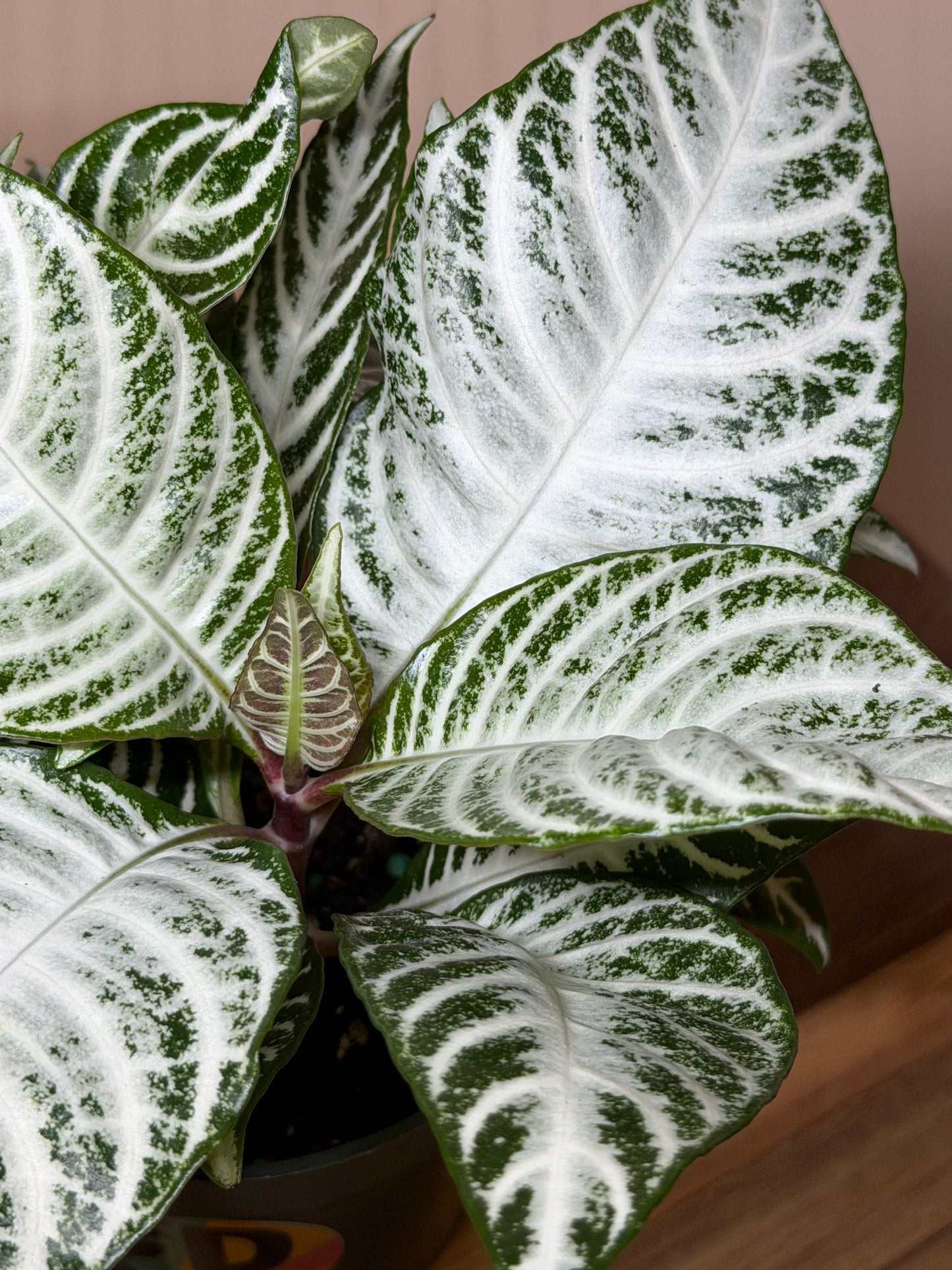 Zebra Snow White 4” Pot