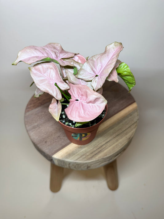 Syngonium Pink 4” Pot
