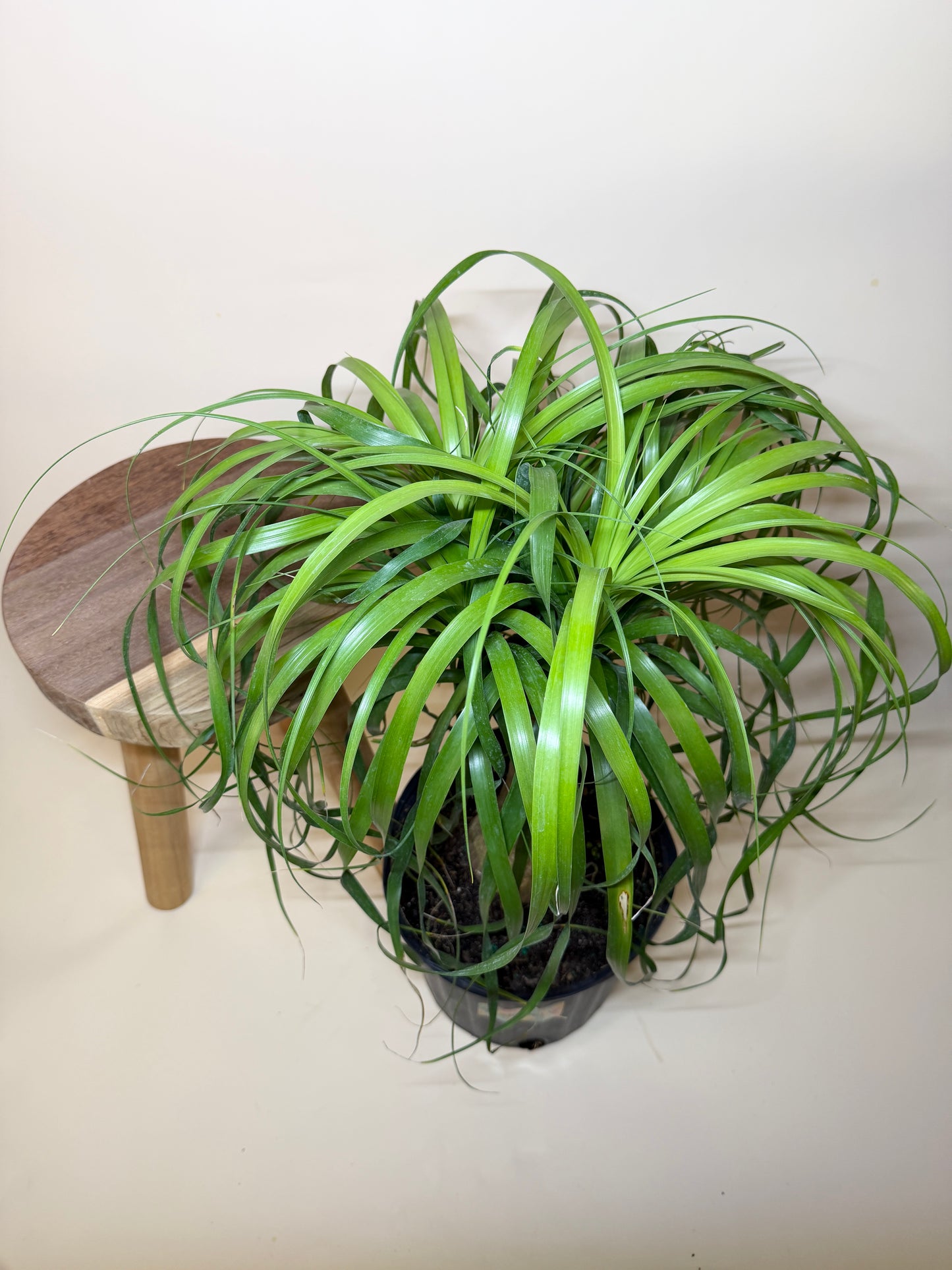 Palm Ponytail 10” Pot