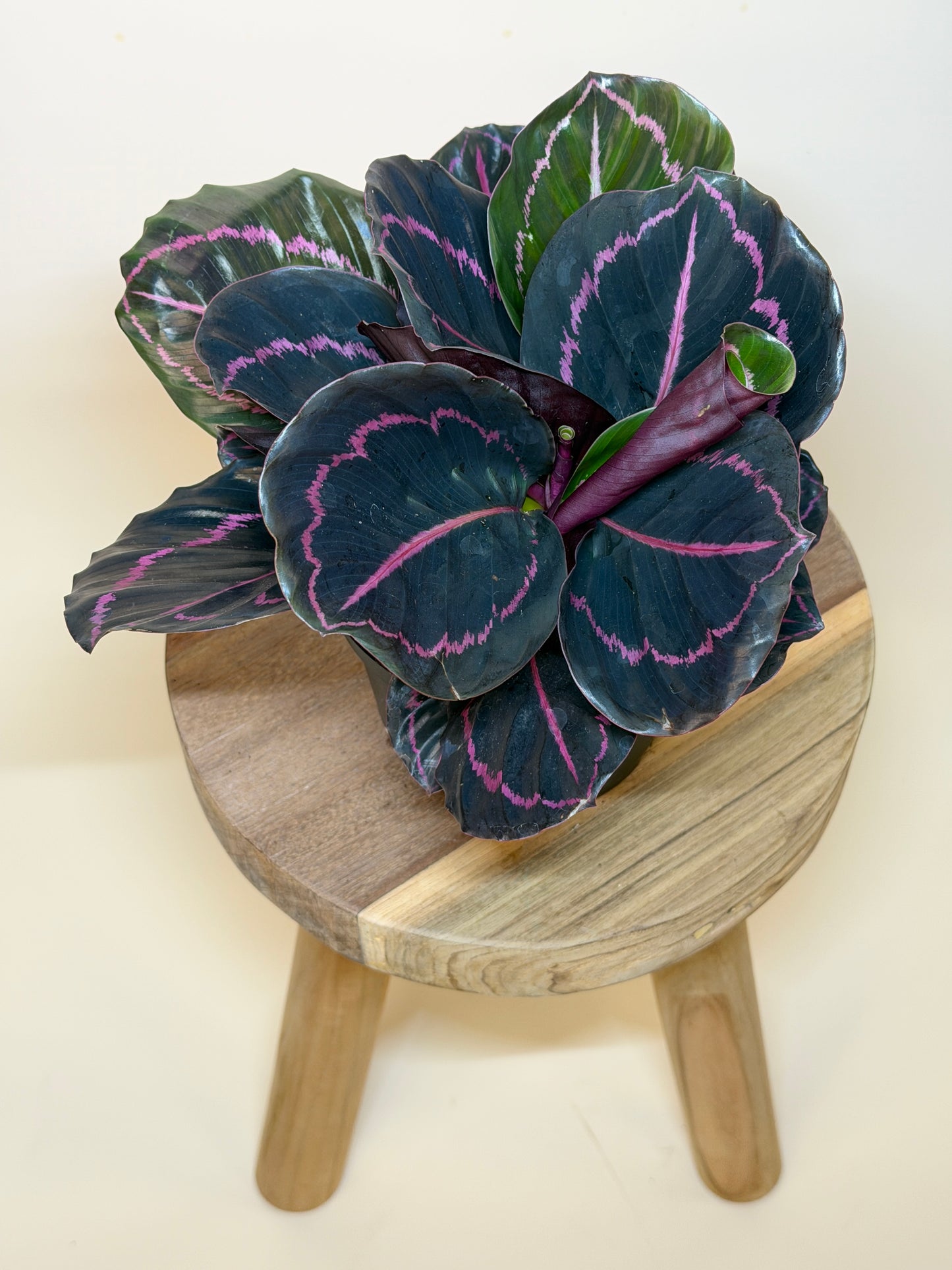 Calathea Dottie 6" Pot