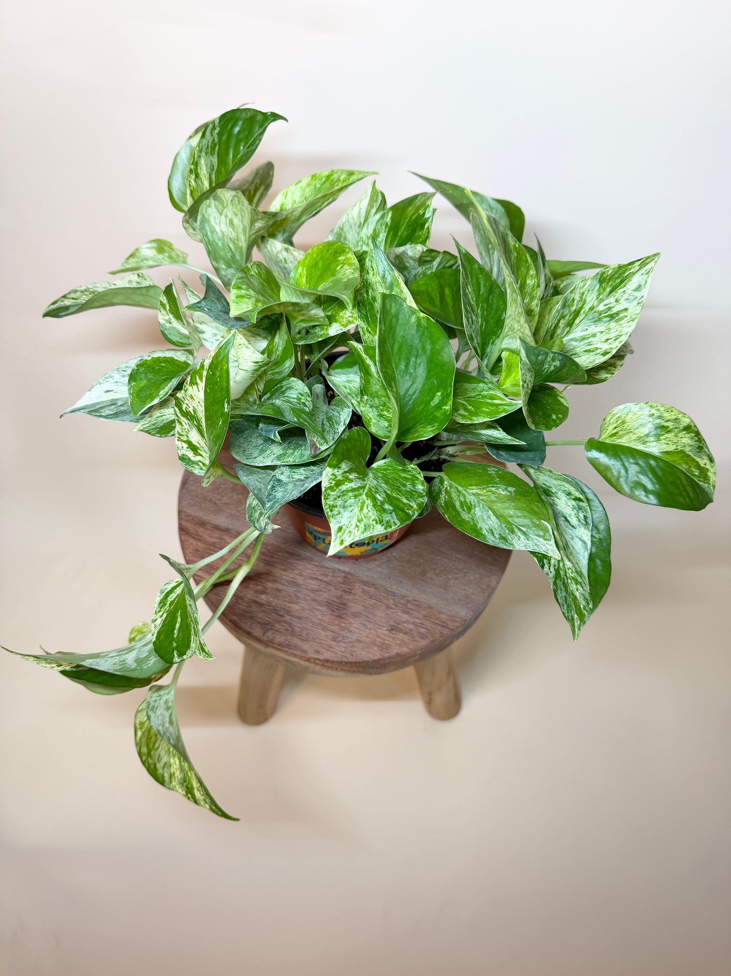 Pothos Queen Marble 6” Pot