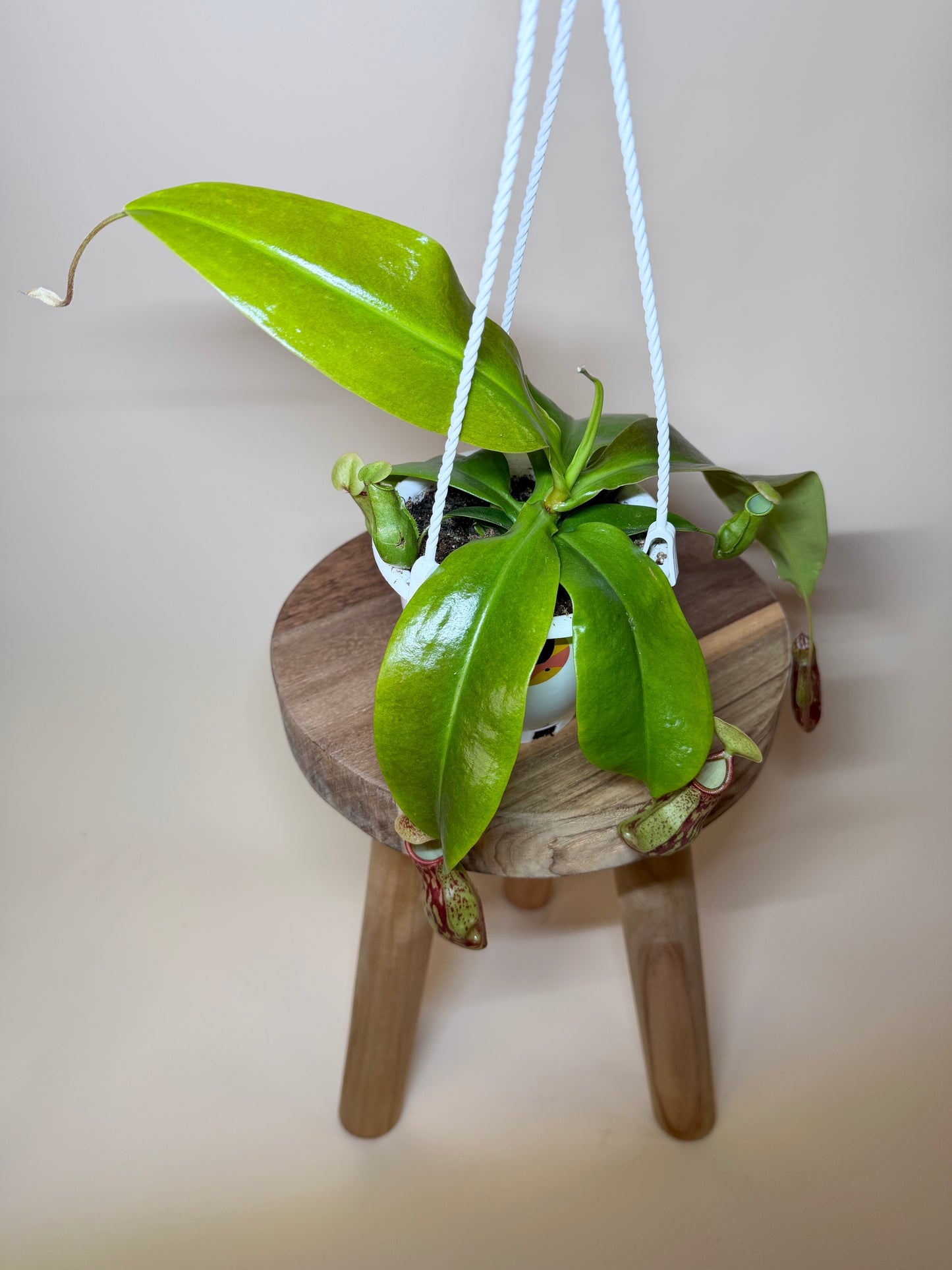 Pitcher Plant St. Gaya 4.5” Pot