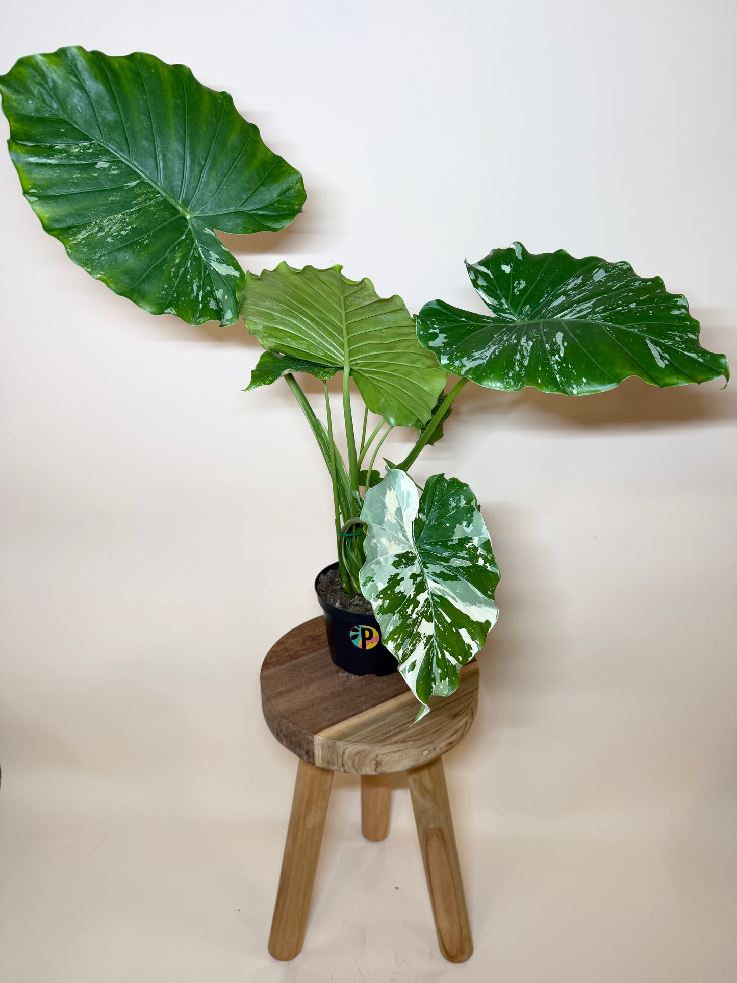 Alocasia Gageana Variegated 5” Pot