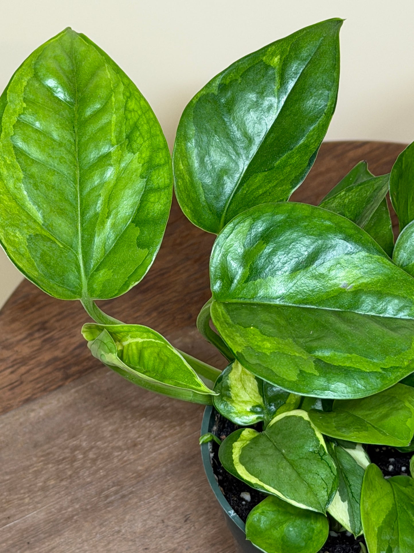 Pothos Lizard Queen 4” Pot
