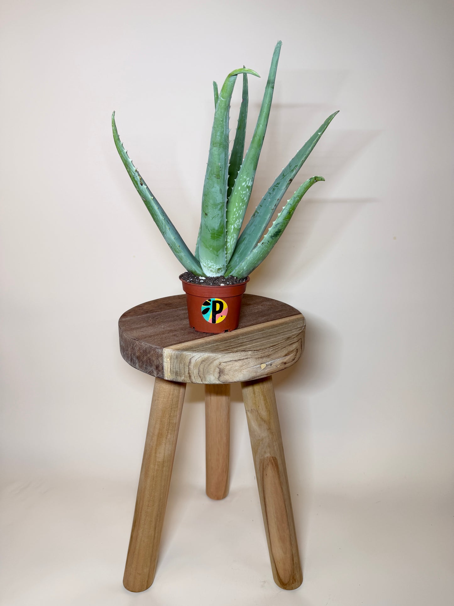 Aloe Vera 4” Pot