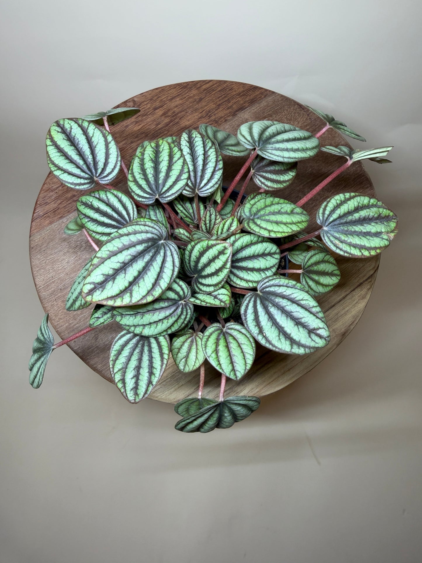 Peperomia Piccolo Banda 4” Pot