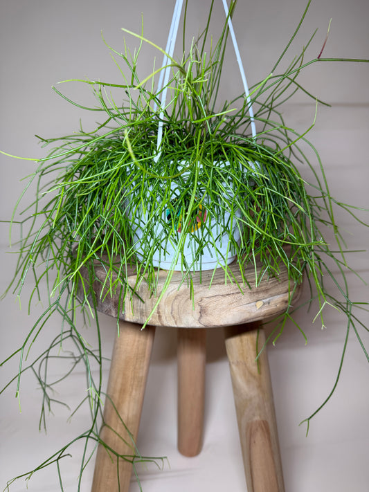 Cactus Mistletoe 6” Pot