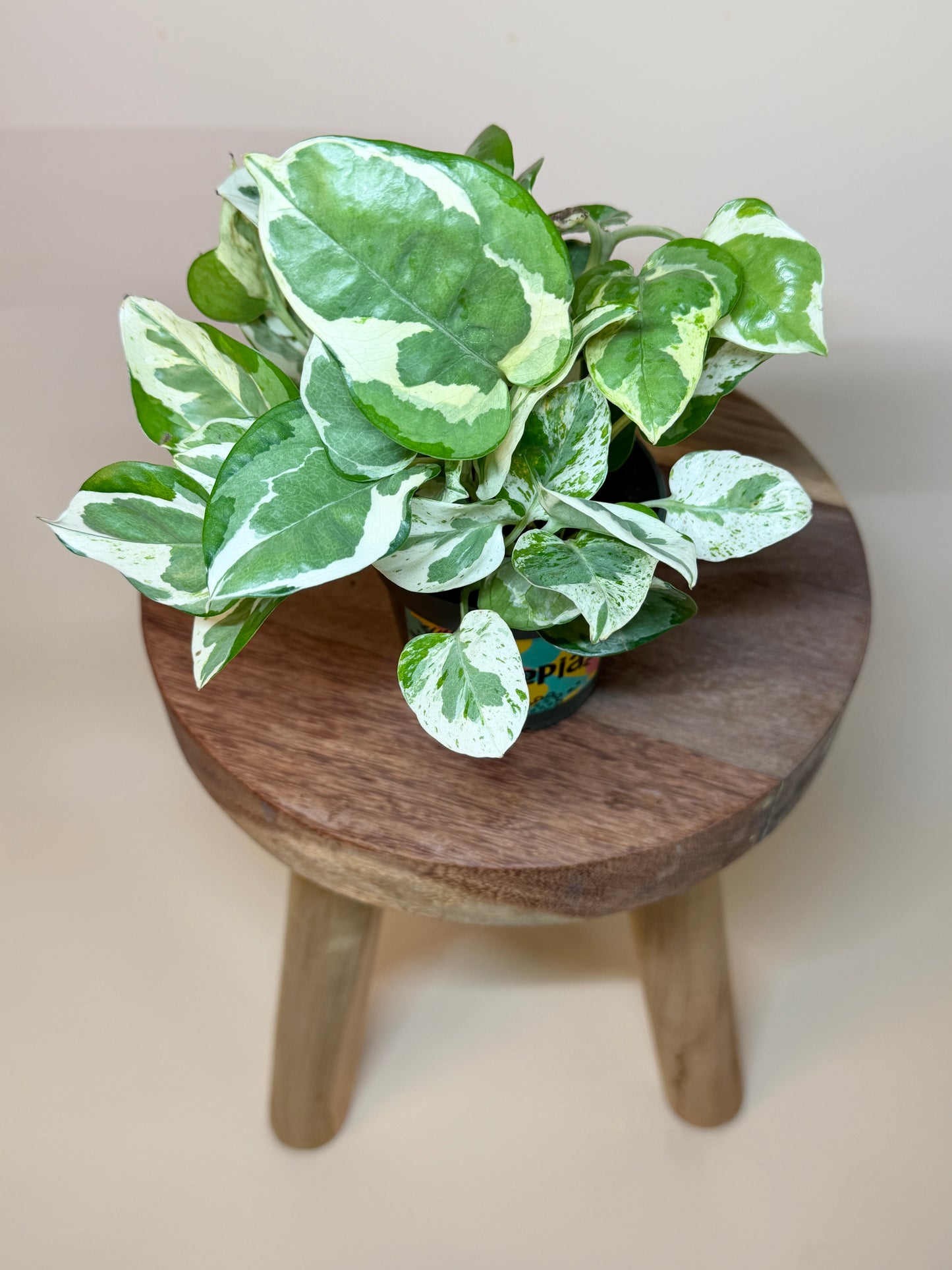 Pothos N’Joy 4” Pot