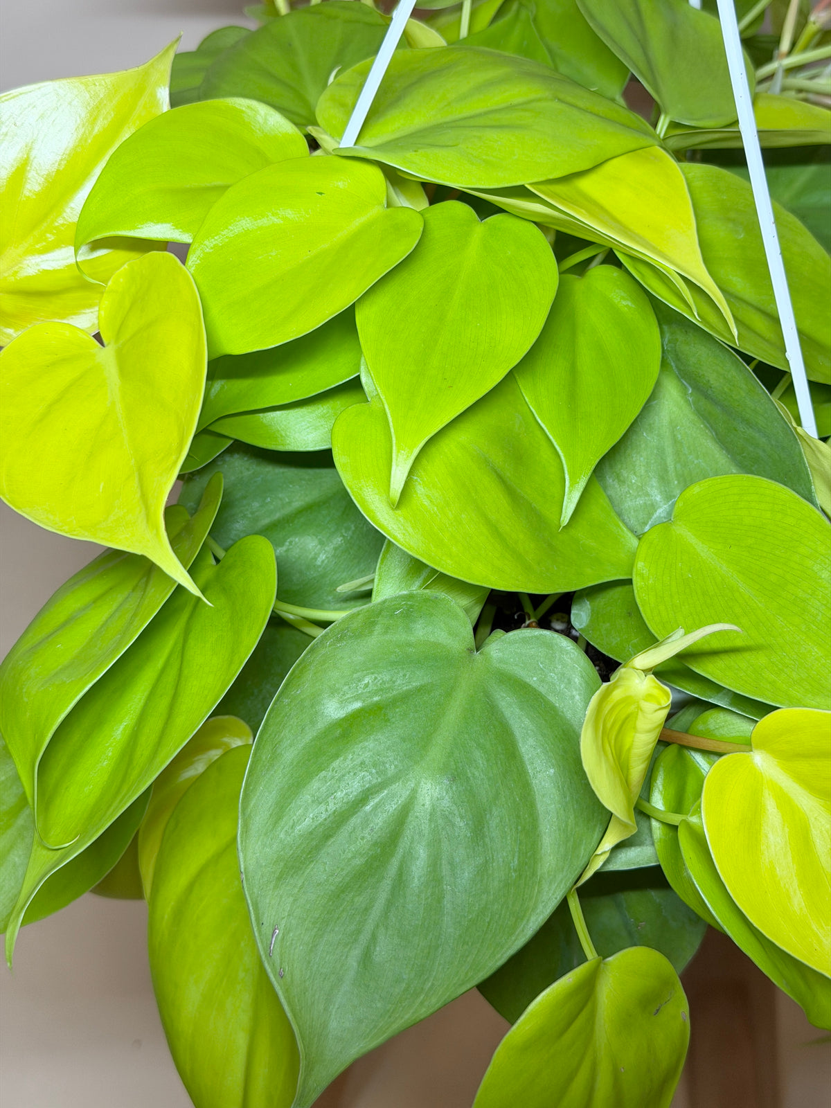 Philodendron Lemon Lime 8” Pot