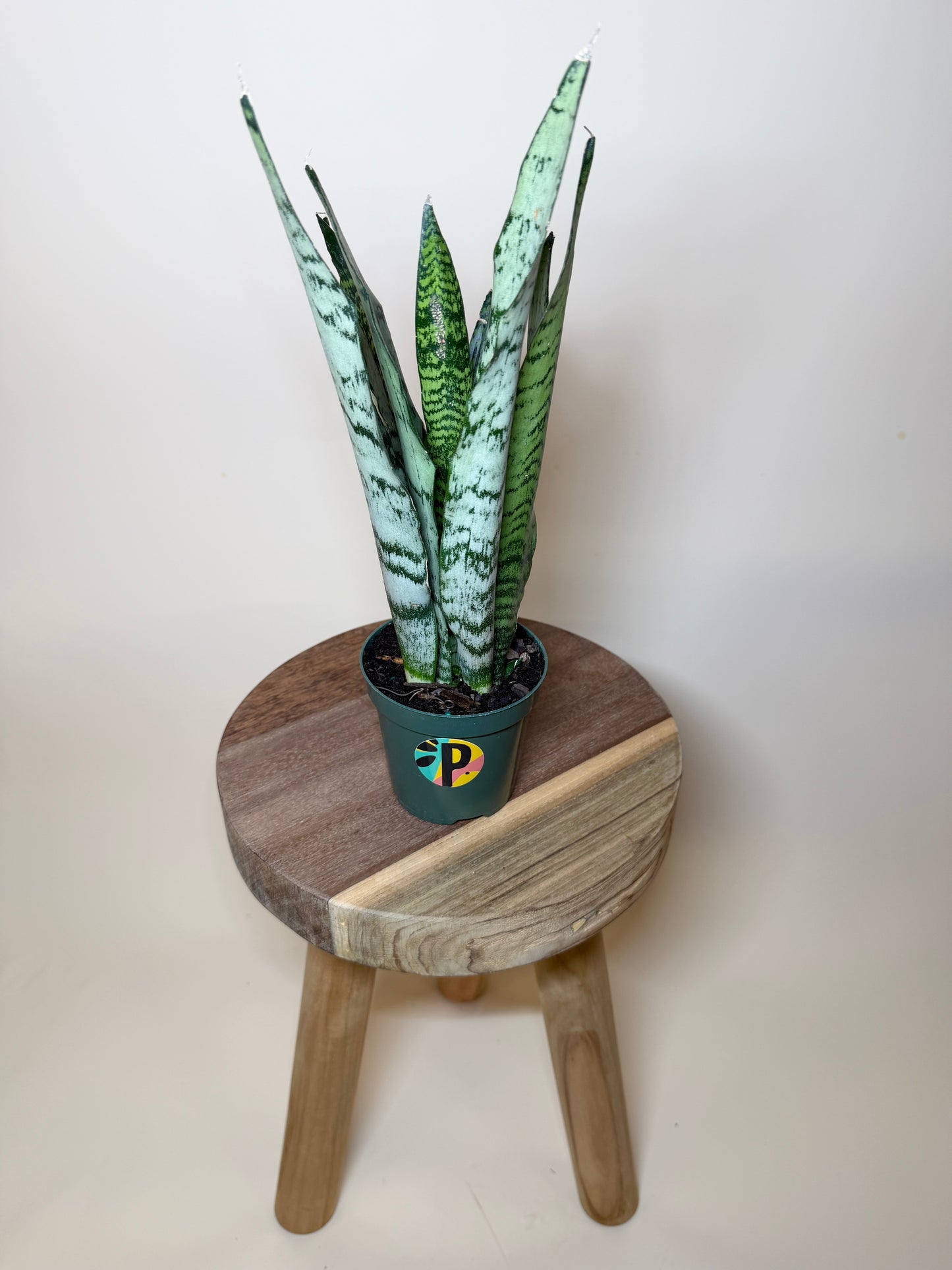 Snake Zeylanica 4” Pot