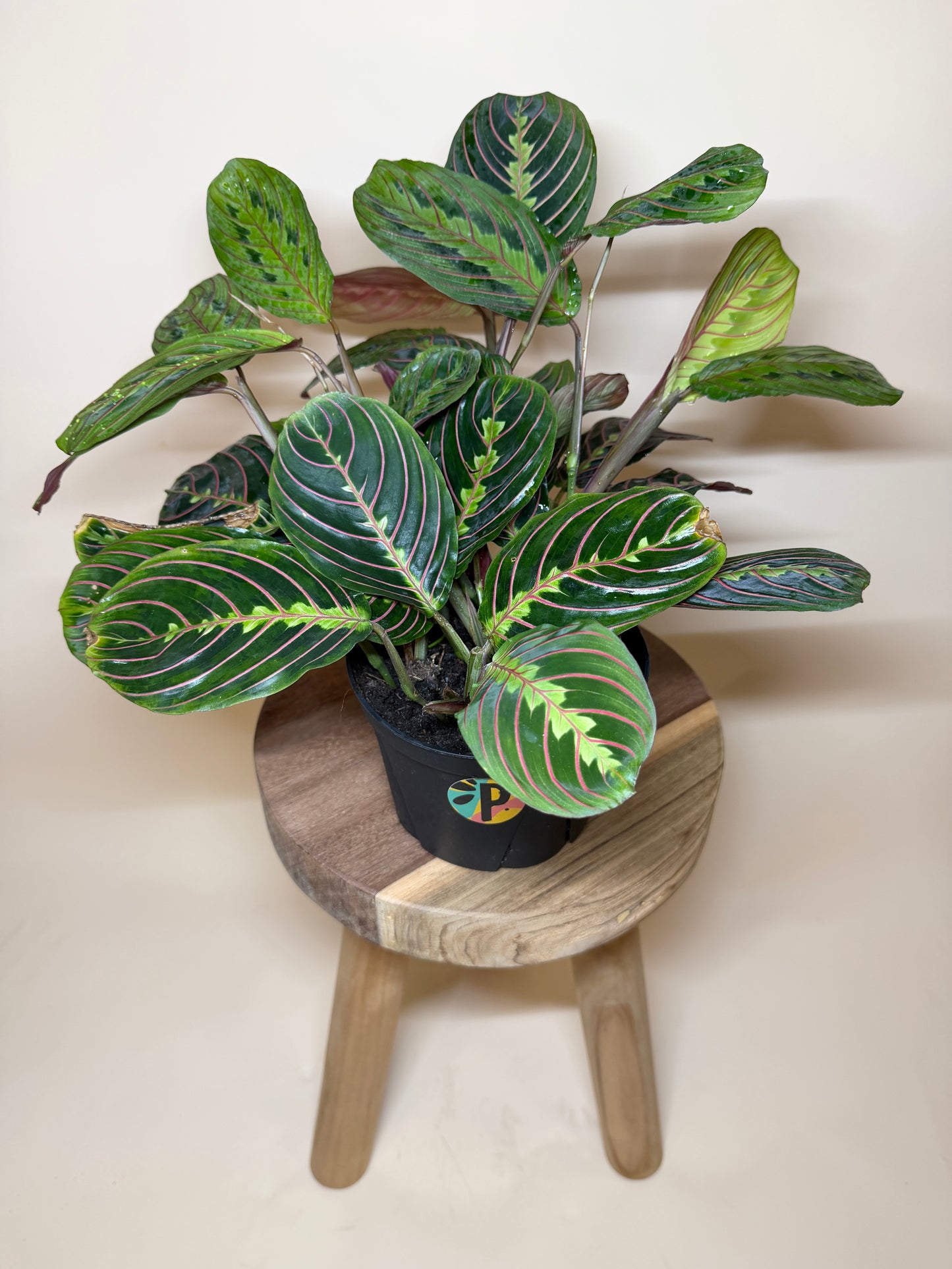 Maranta Red 6” Pot