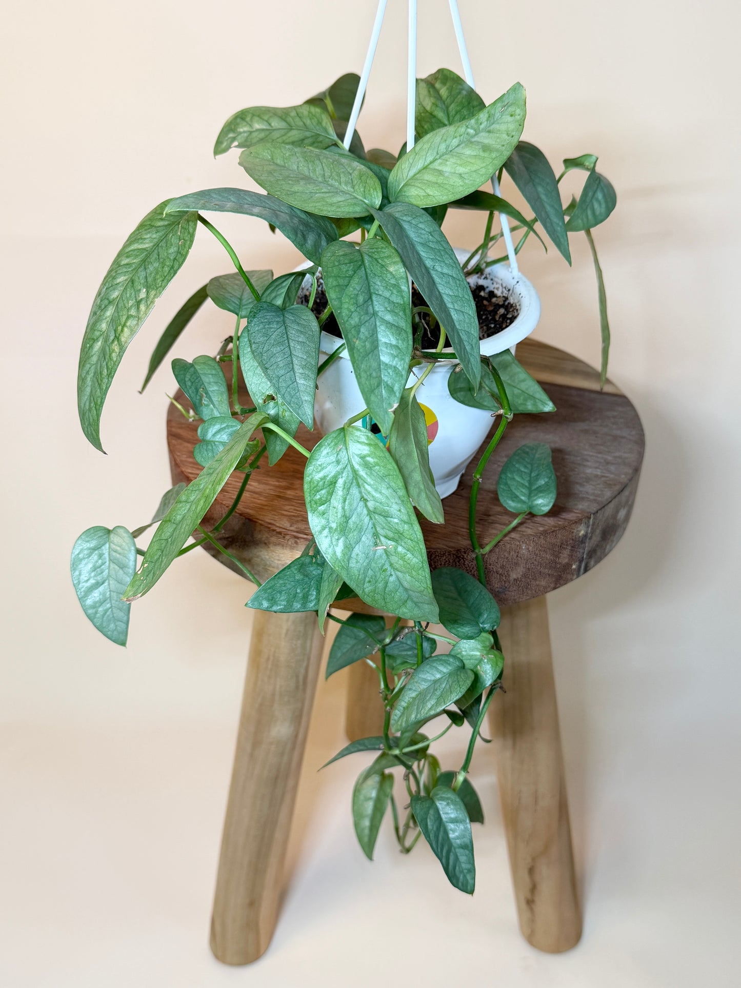 Pothos Cebu Blue 4.5” Pot