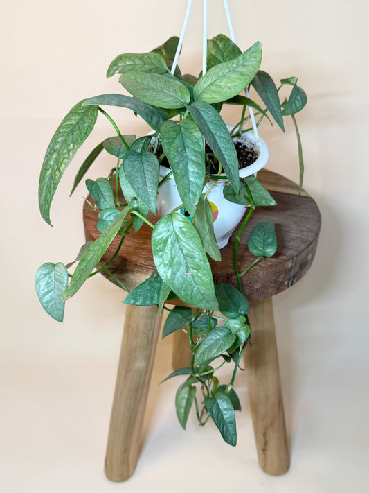 Pothos Cebu Blue 4.5” Pot