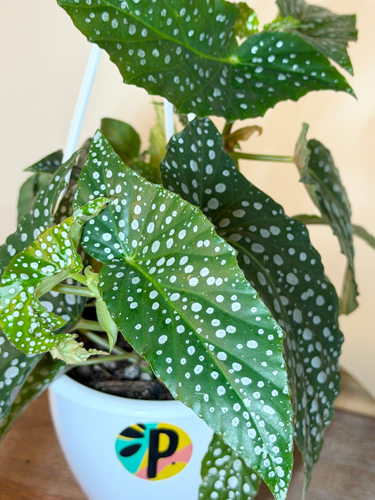 Begonia White Ice 4.5” Pot