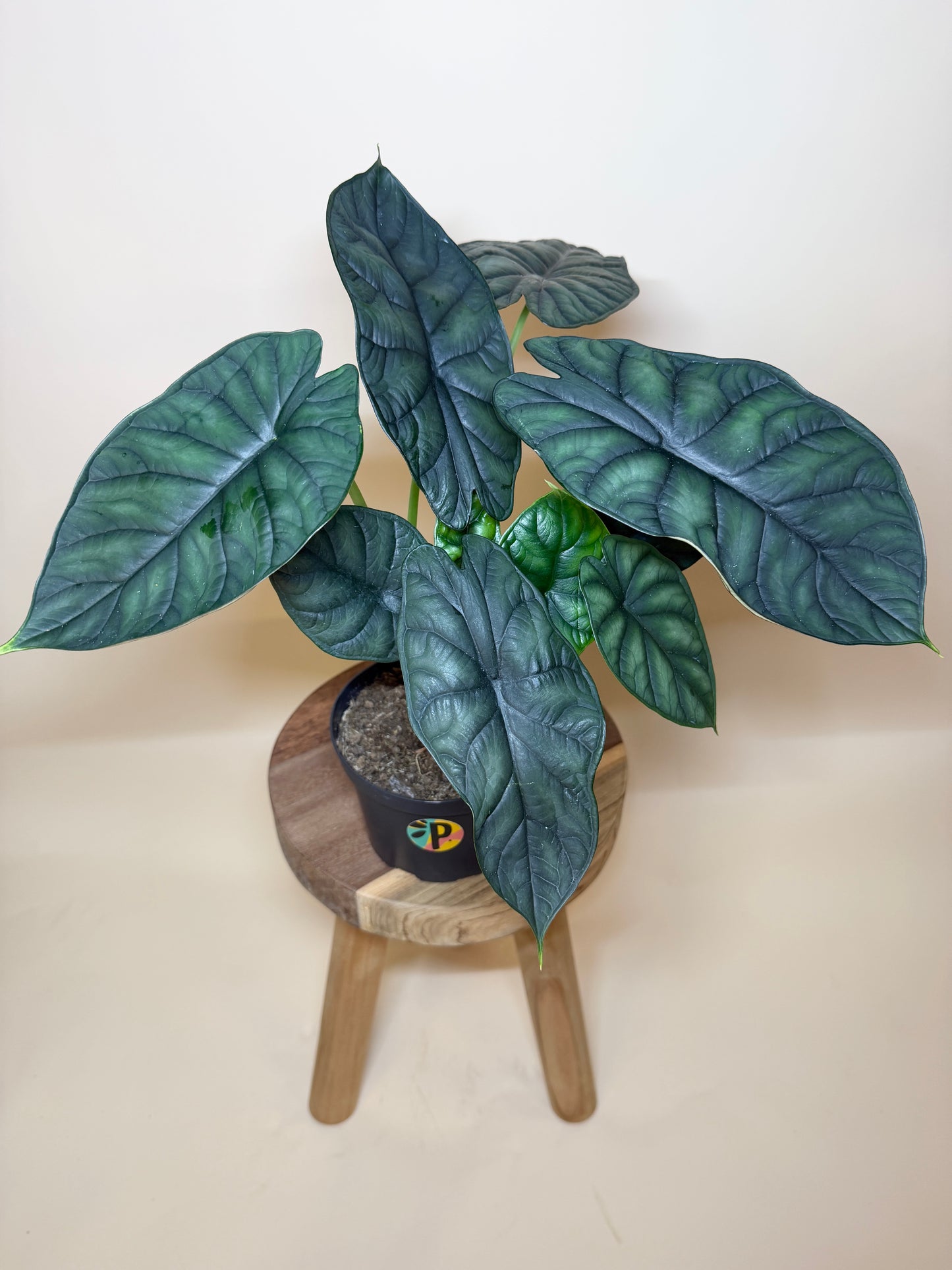 Alocasia Baginda ‘Dragon Scale’ 6” Pot