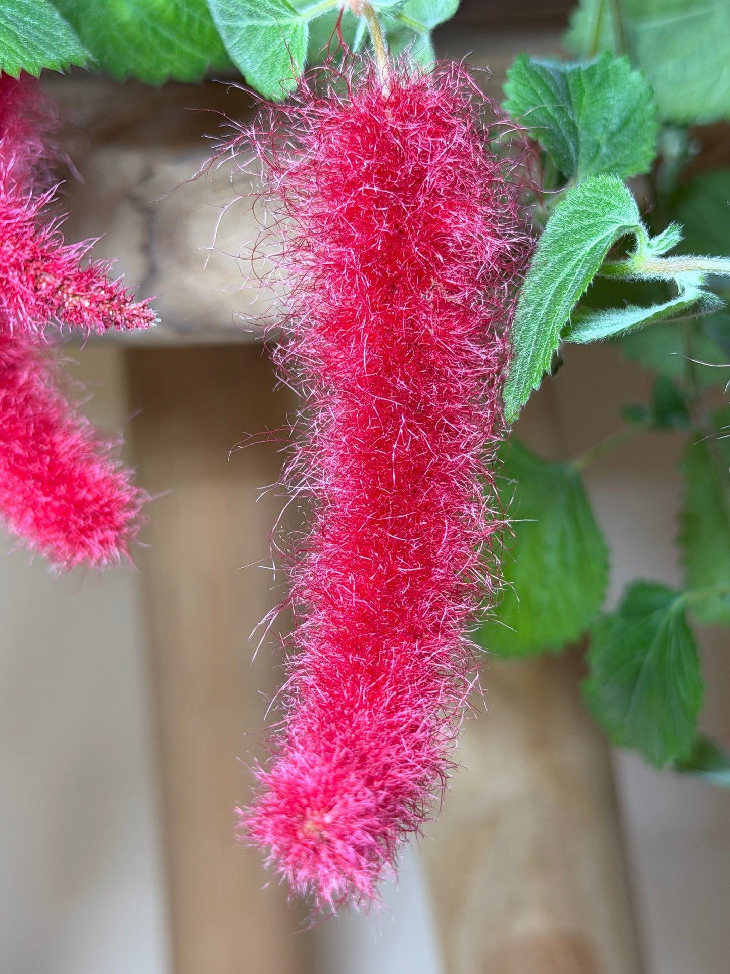 Chenille Plant 6” Pot