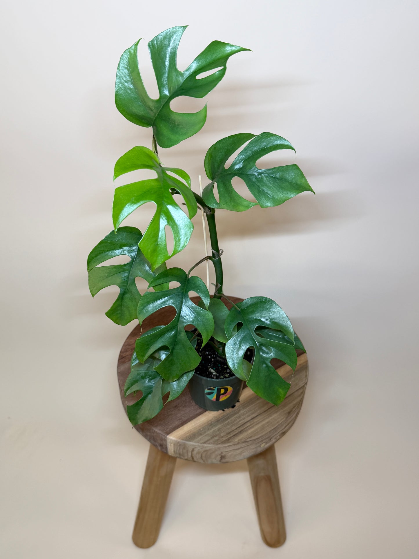 Philodendron Minima 4” Pot