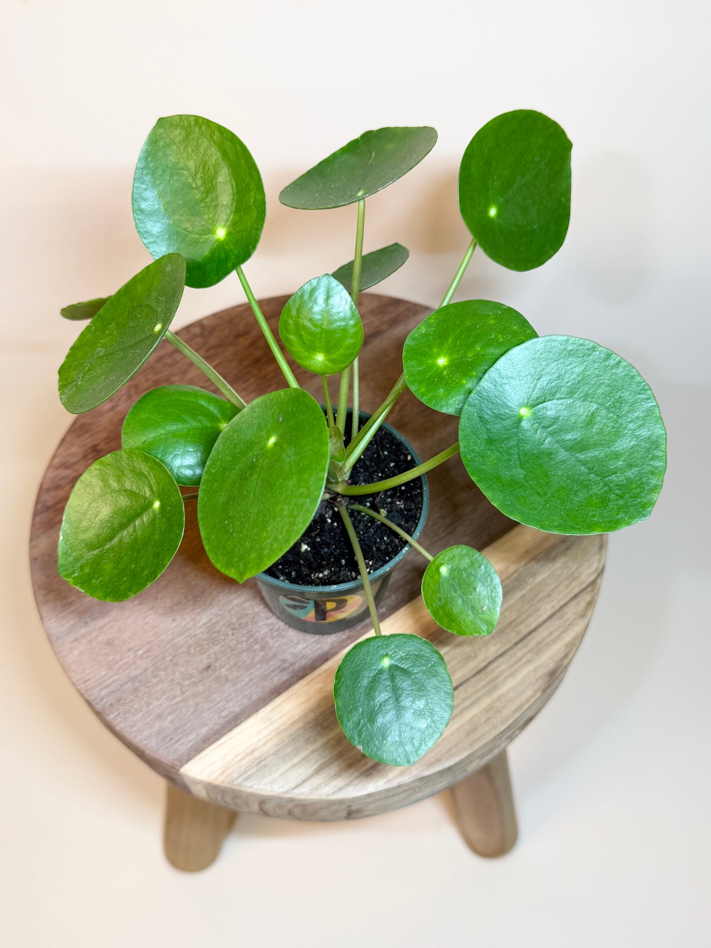 Chinese Money 4” Pot