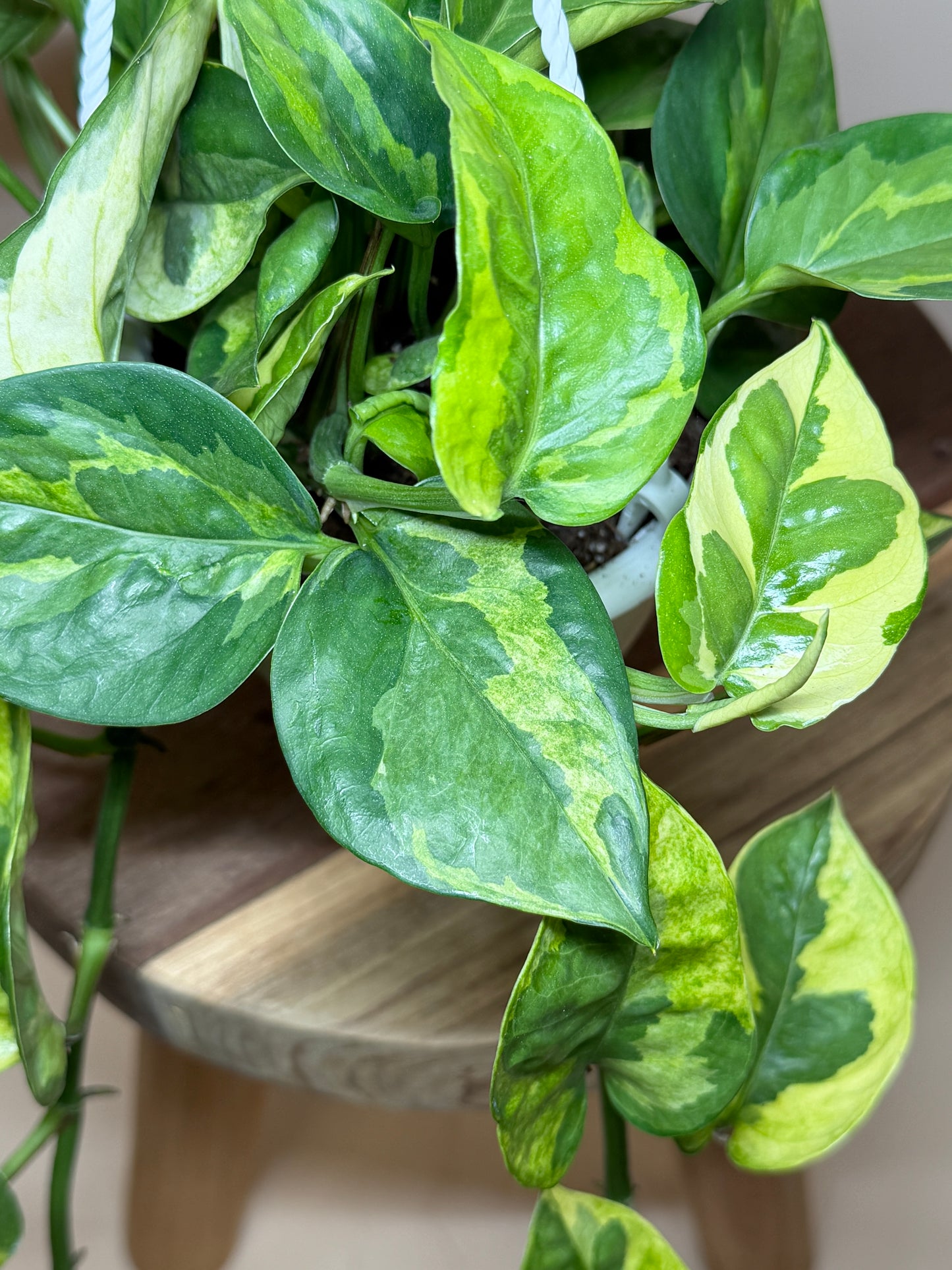 Pothos Lizard Queen 4.5” Pot