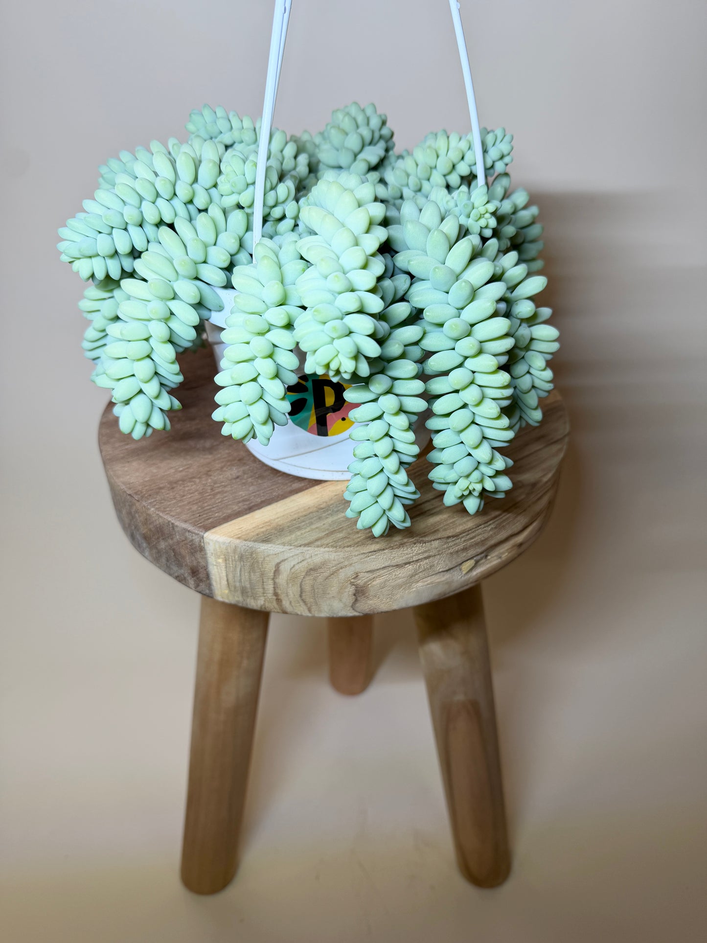 Burro’s Tail 6” Pot