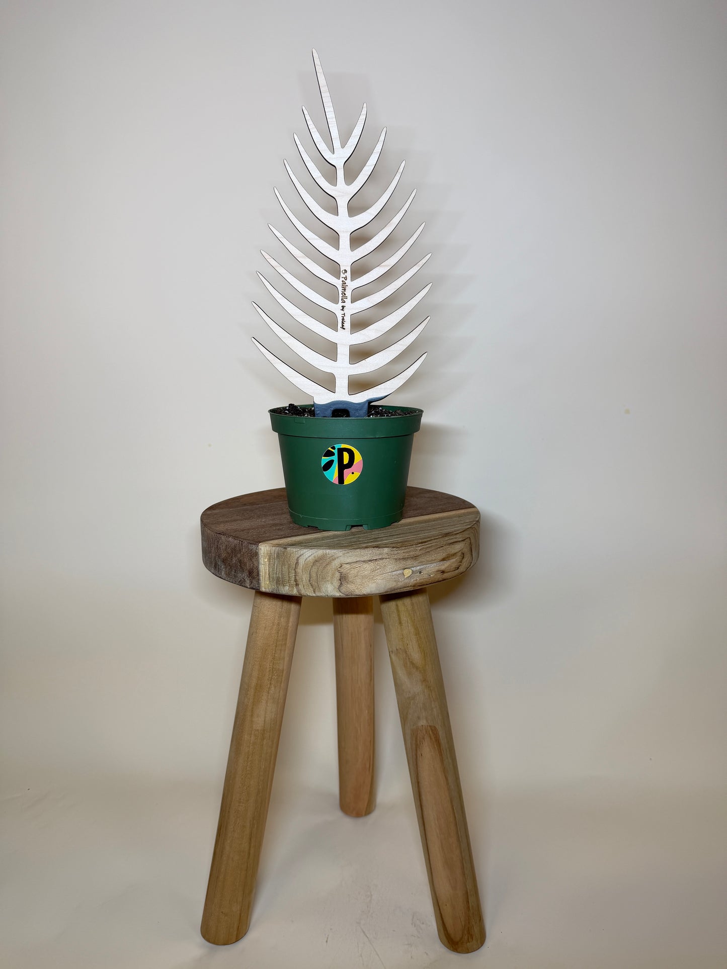 Treleaf Bare Palmella Trellis: Regular Size