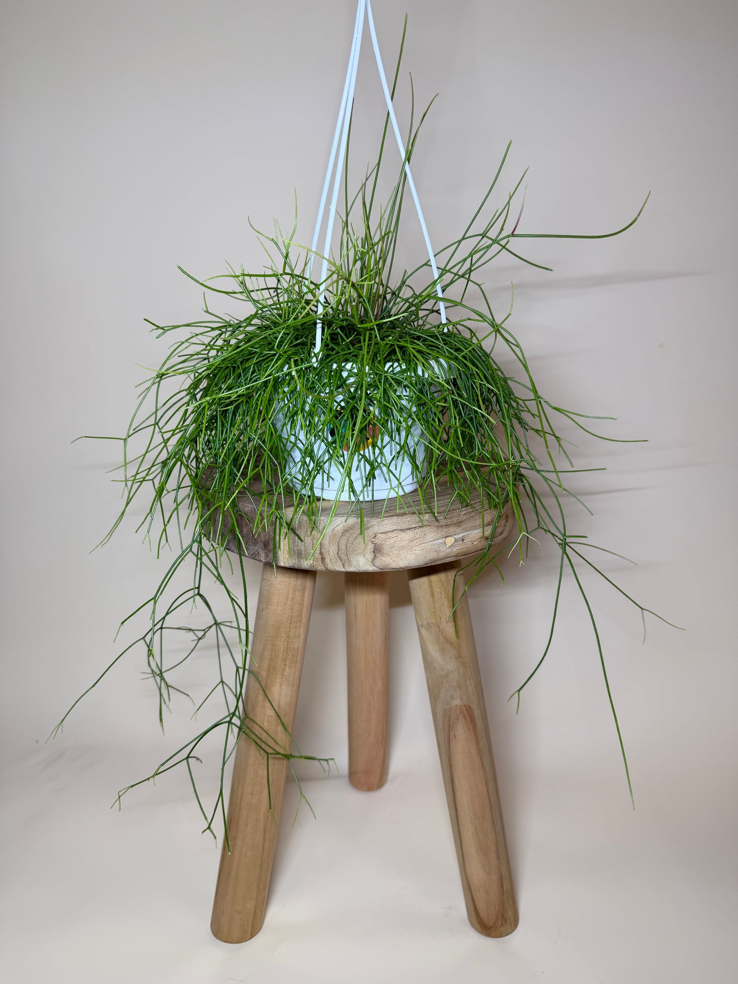 Cactus Mistletoe 6” Pot