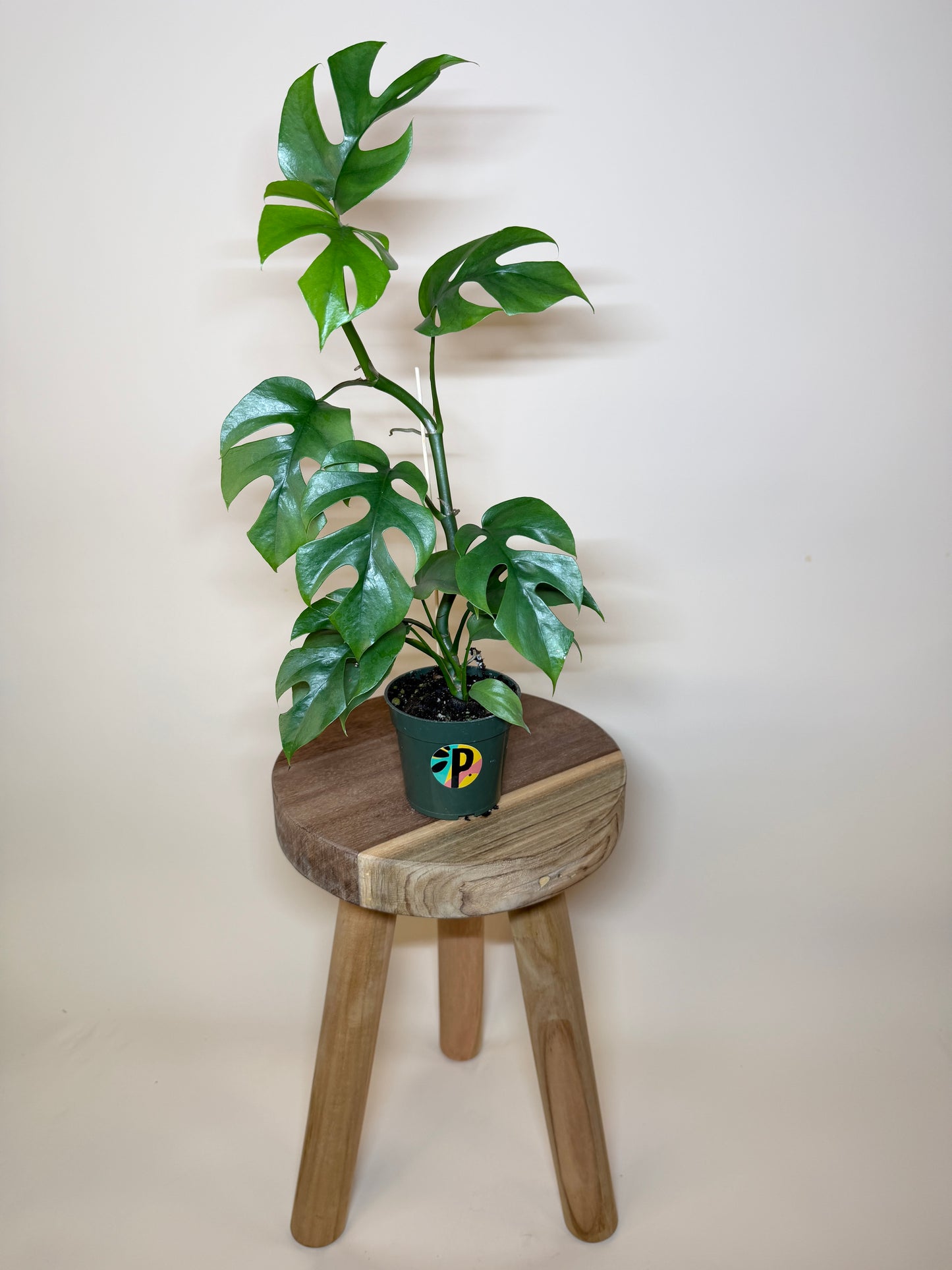 Philodendron Minima 4” Pot
