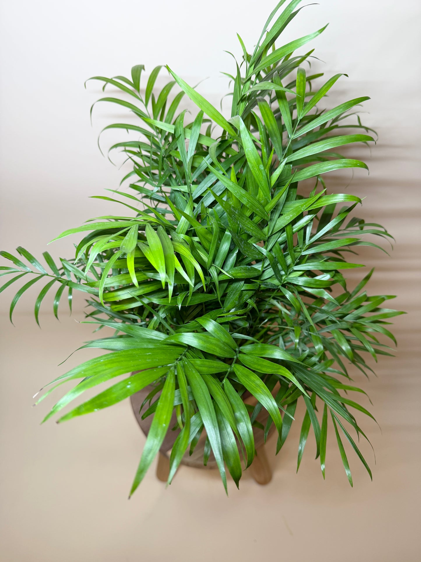 Palm Parlor 6” Pot