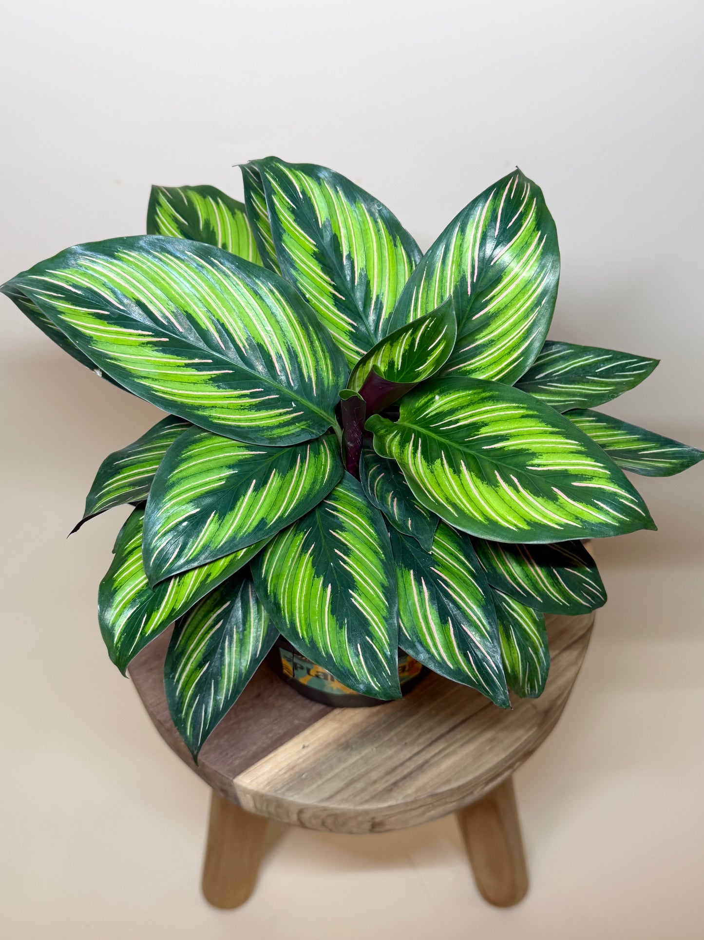 Calathea Beauty Star 6" Pot