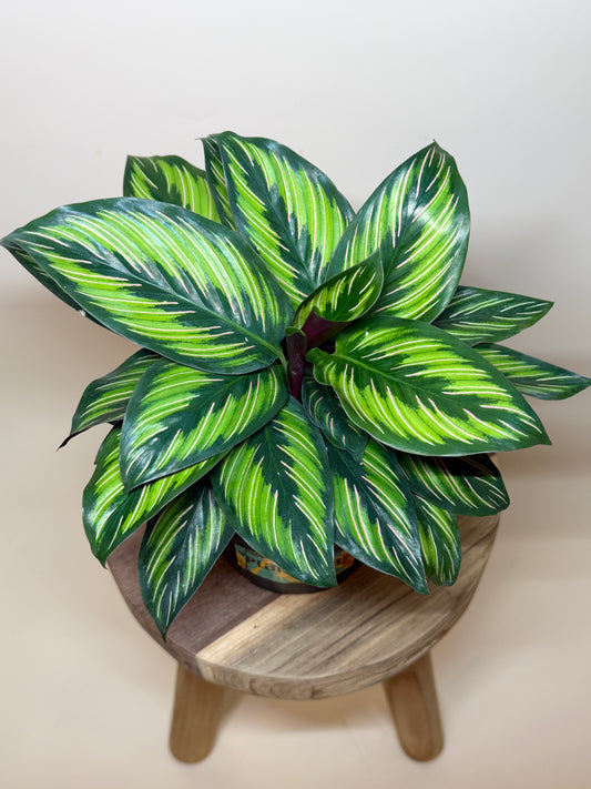 Calathea Beauty Star 6" Pot