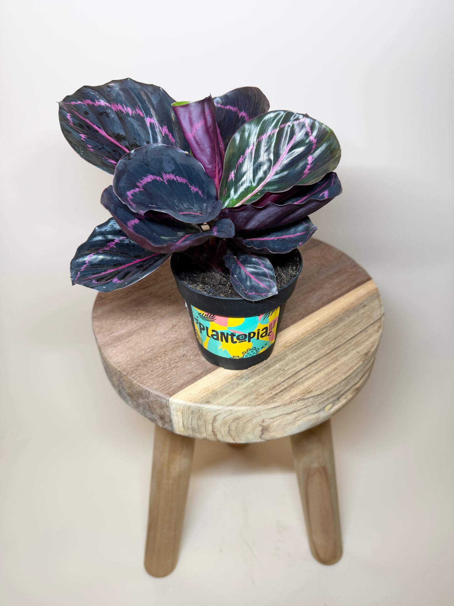 Calathea Dottie 4” Pot