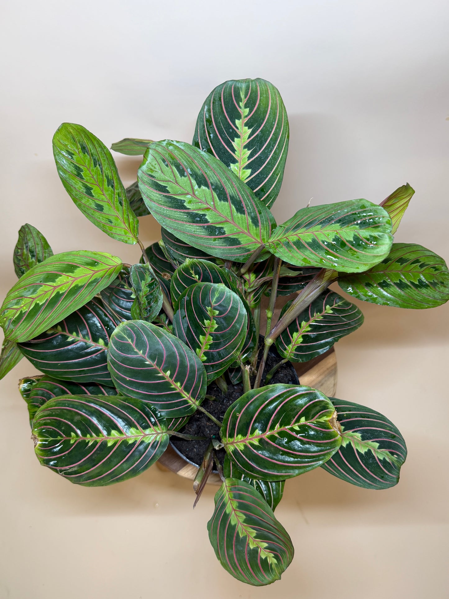 Maranta Red 6” Pot