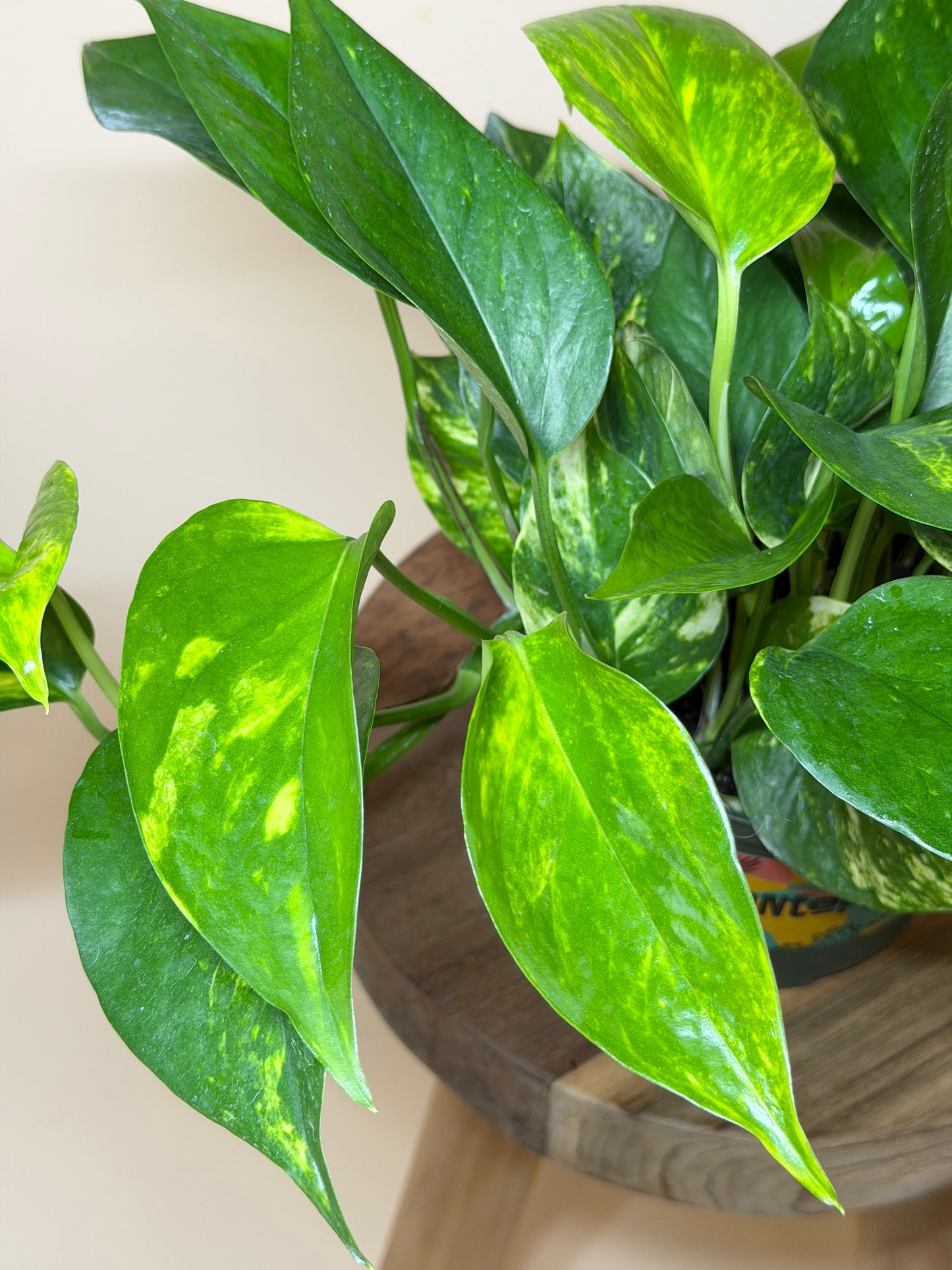 Pothos Golden 6” Pot