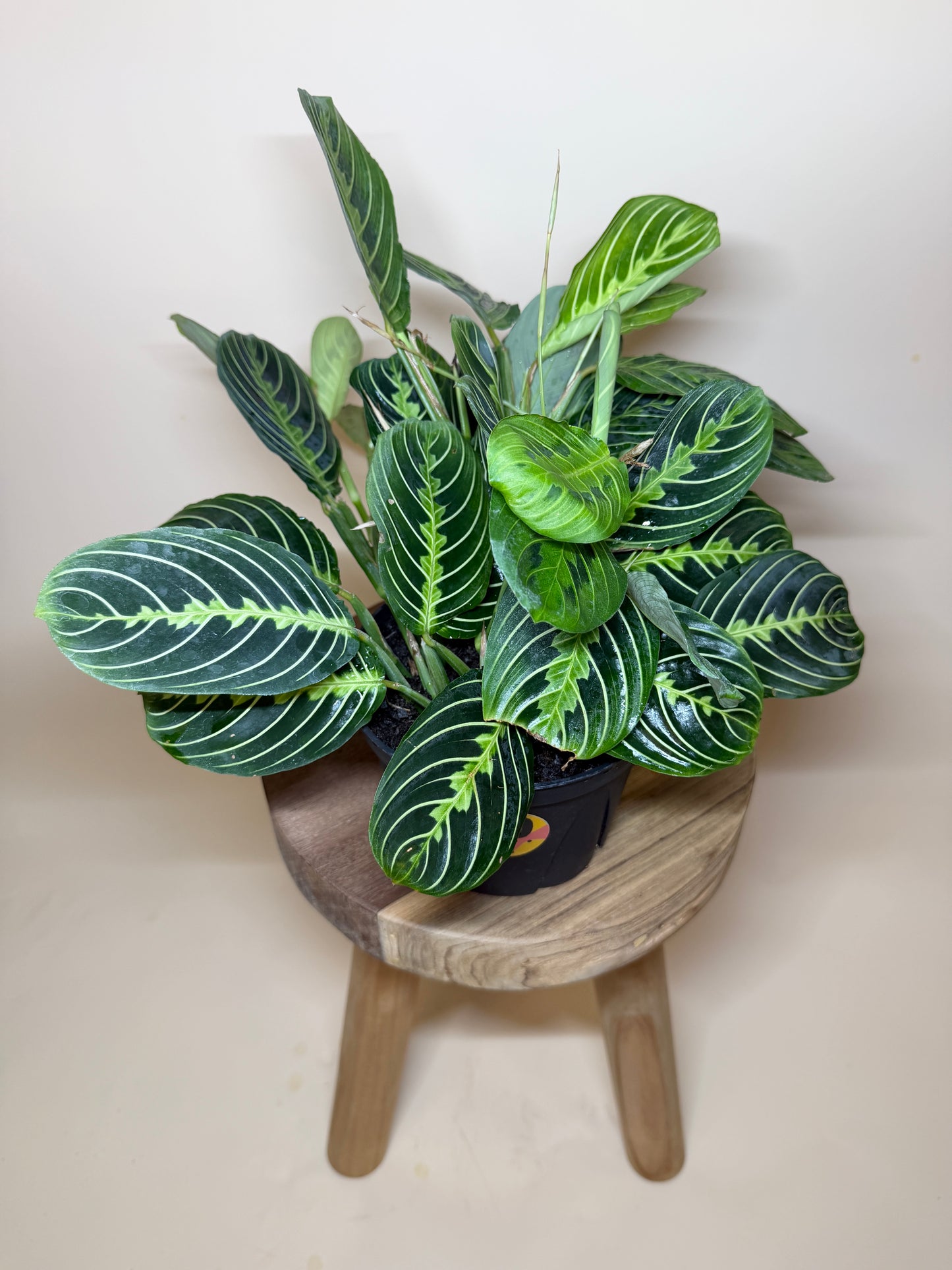 Maranta Lemon Lime 6” Pot