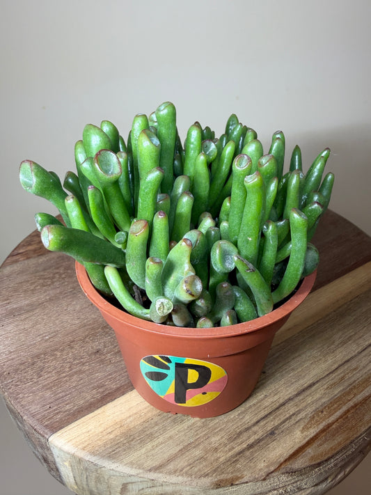 Jade Gollum 4" Pot