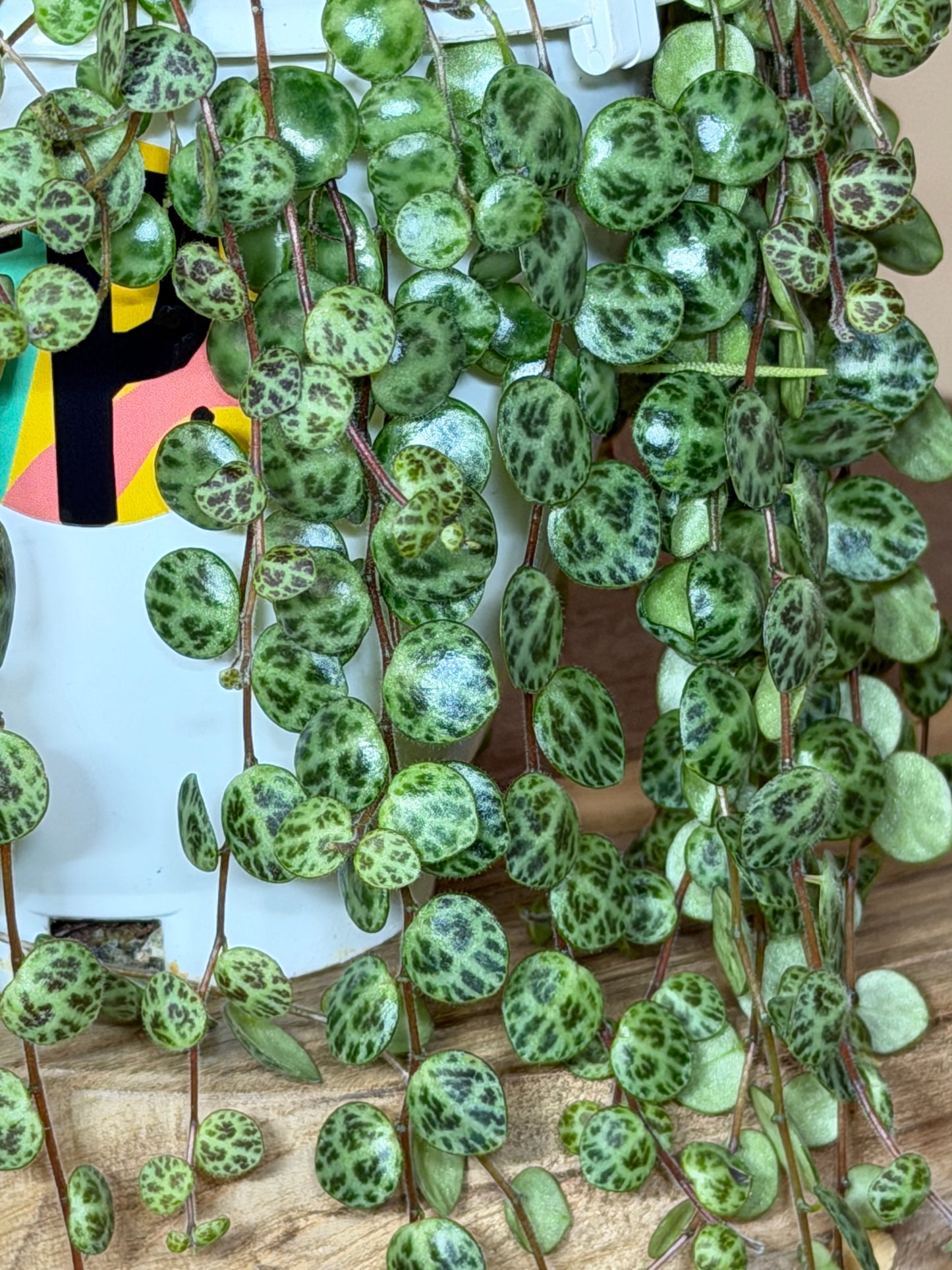 String of Turtles 4.5” Pot