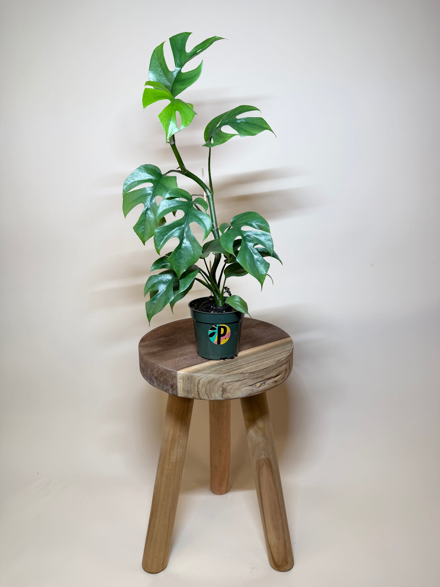 Philodendron Minima 4” Pot