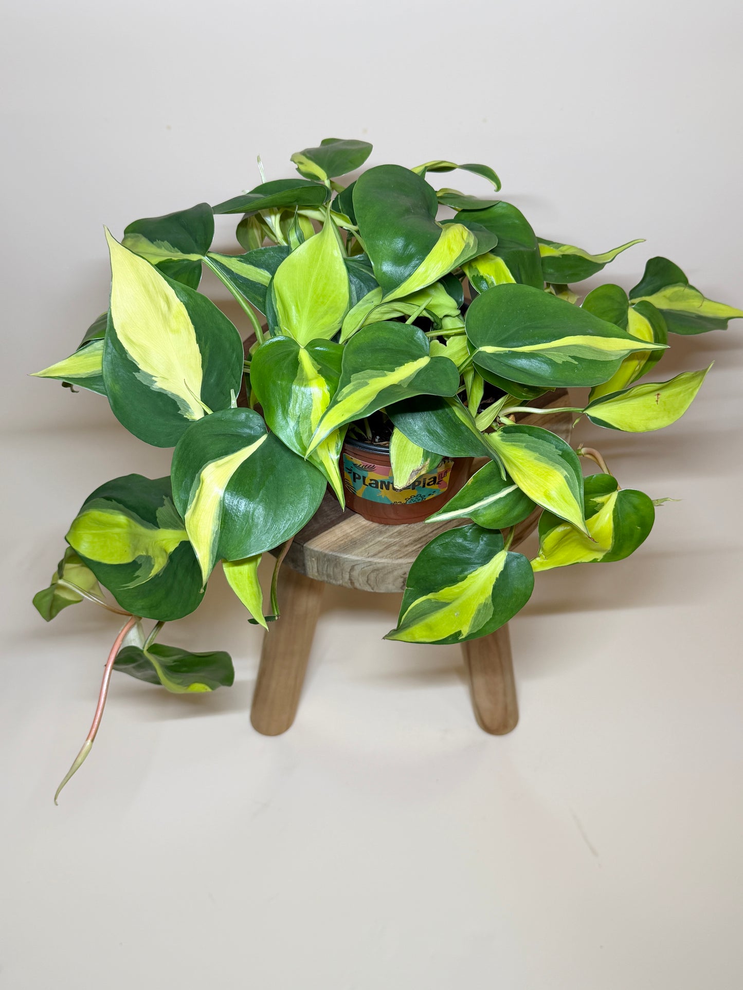 Philodendron Brasil 6" Pot