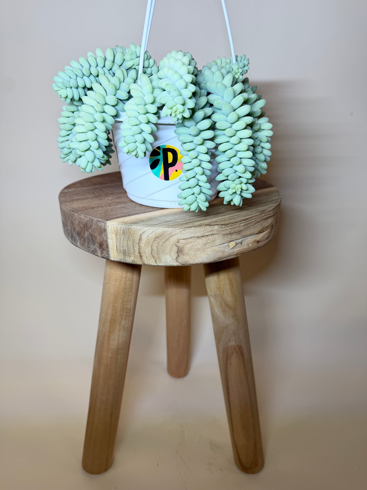 Burro’s Tail 6” Pot