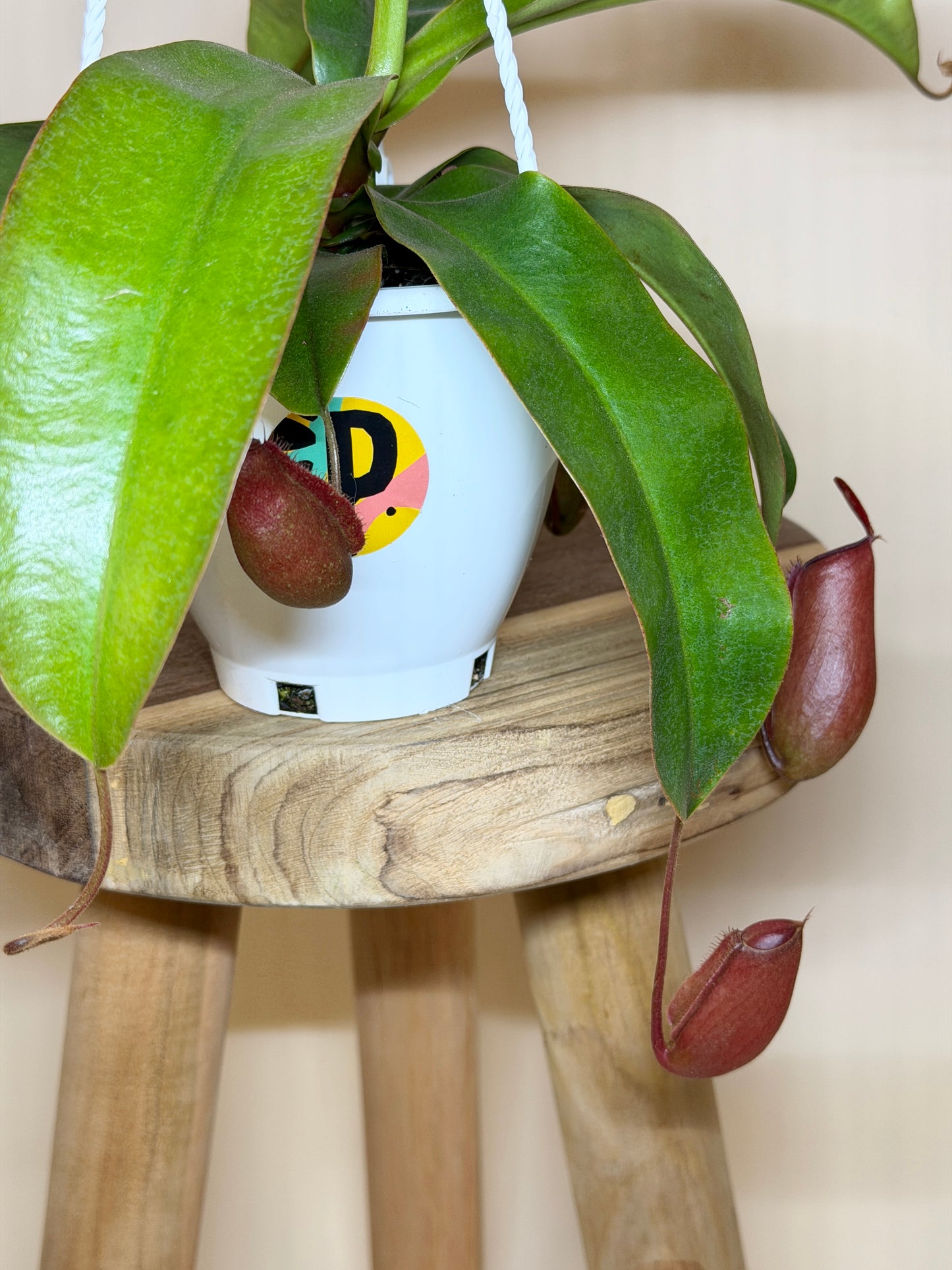 Nepenthes ‘Bloody Mary’ Hybrid 4.5” Pot