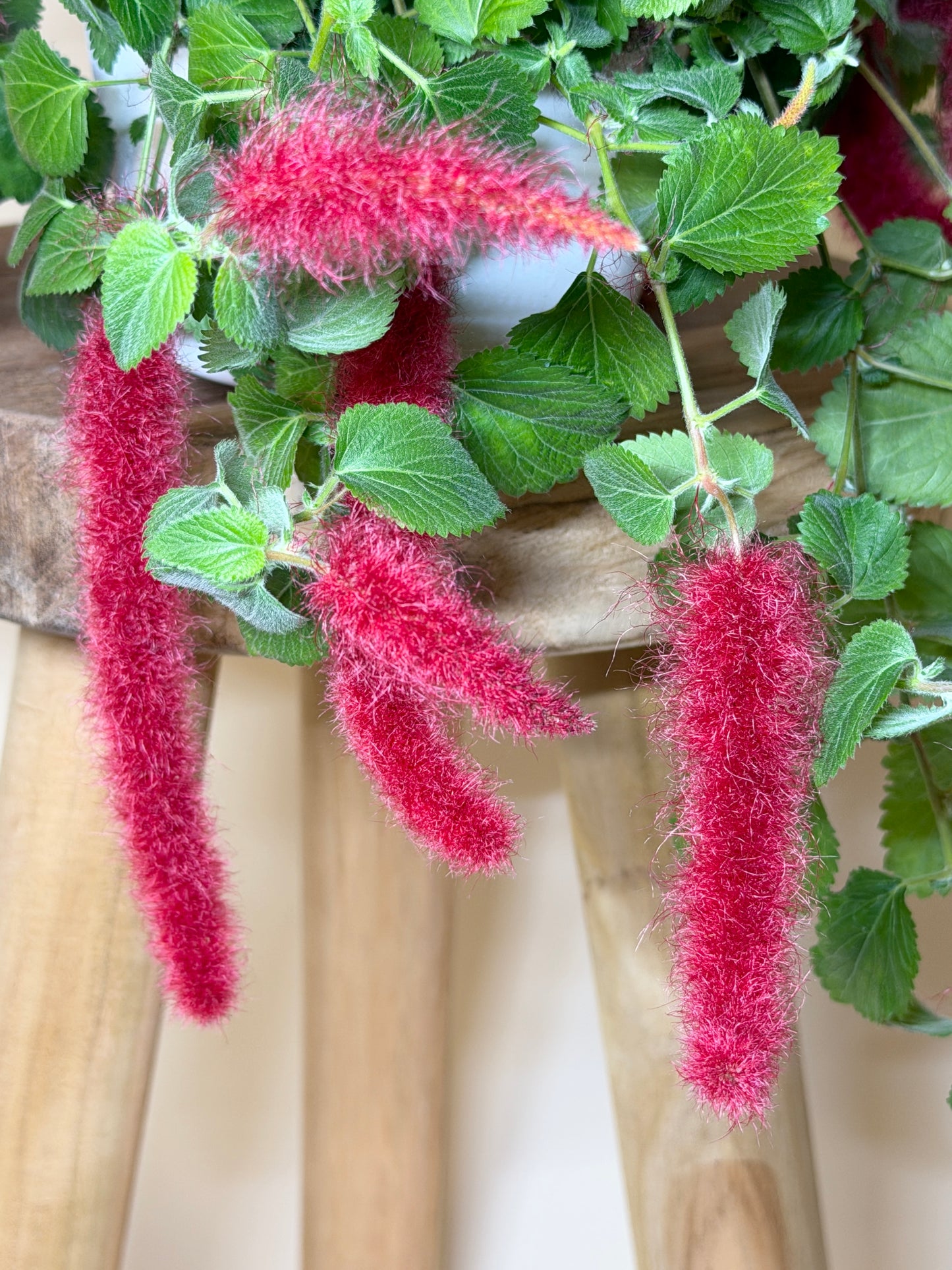 Chenille Plant 6” Pot