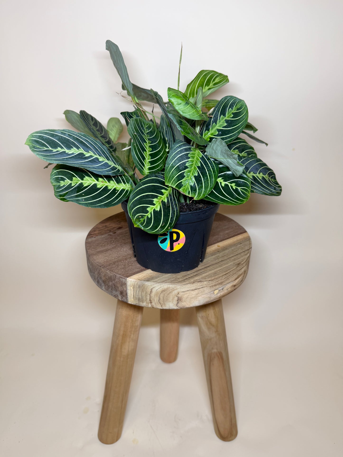 Maranta Lemon Lime 6” Pot