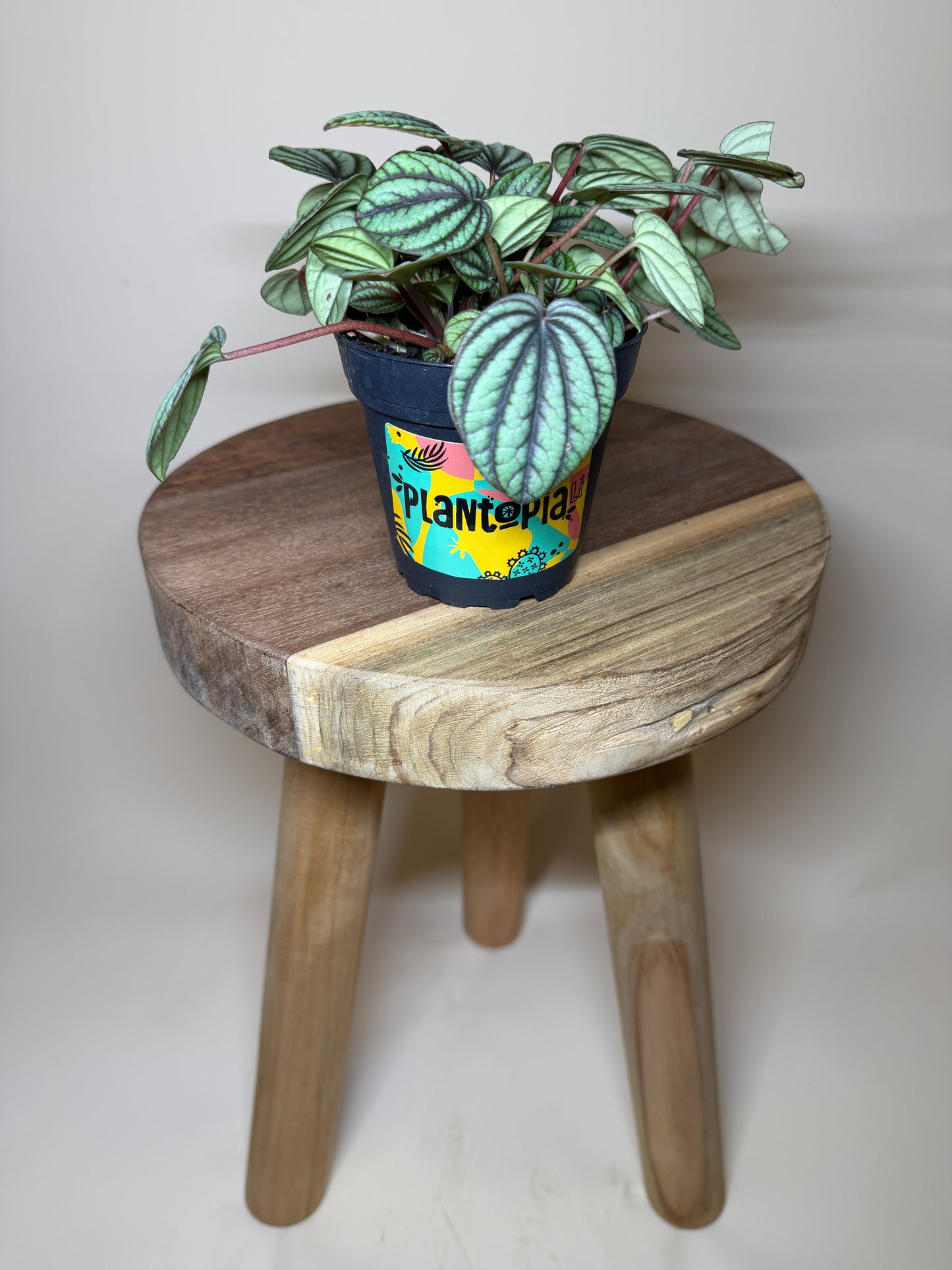 Peperomia Piccolo Banda 4” Pot
